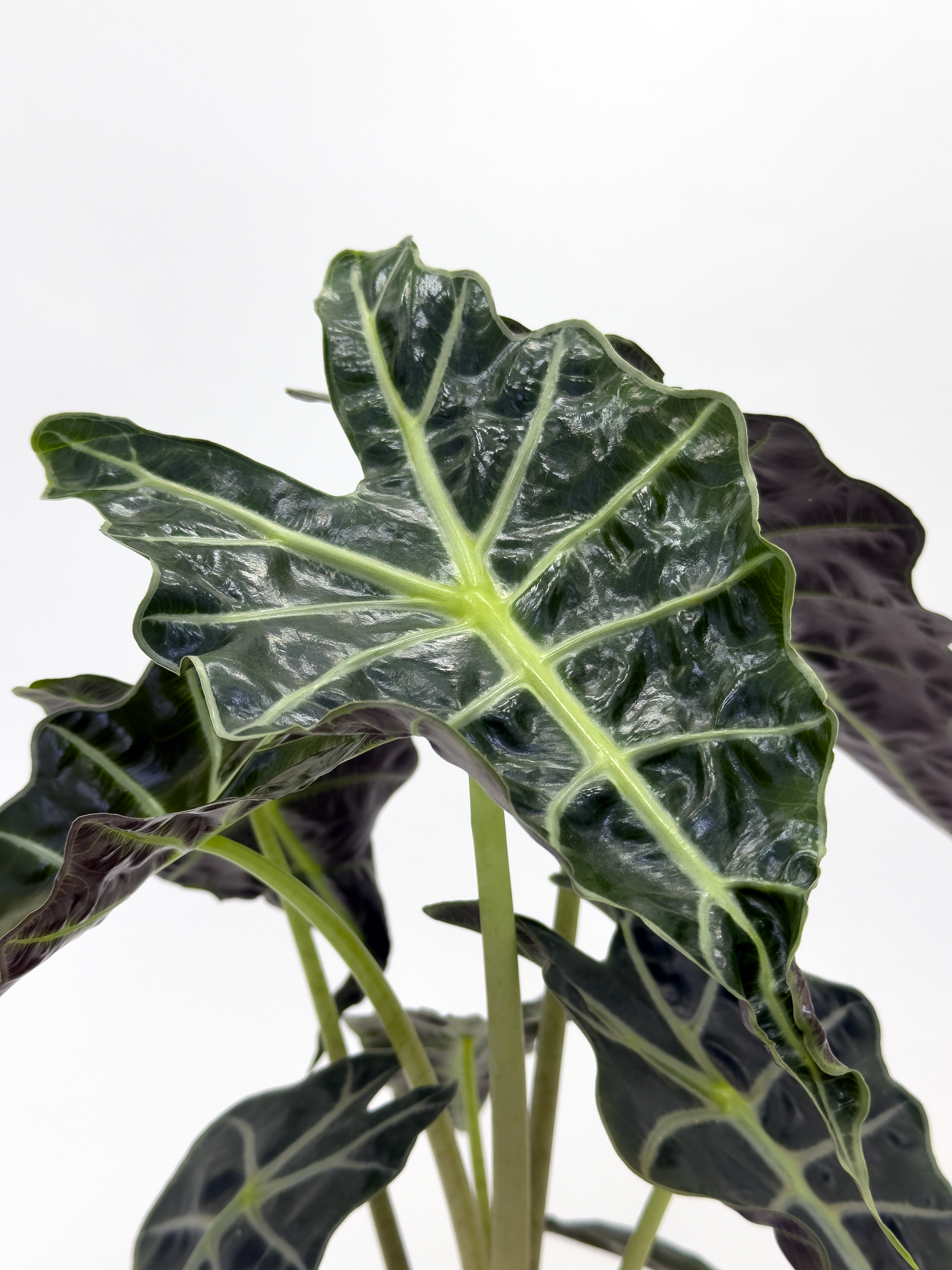 Alocasia