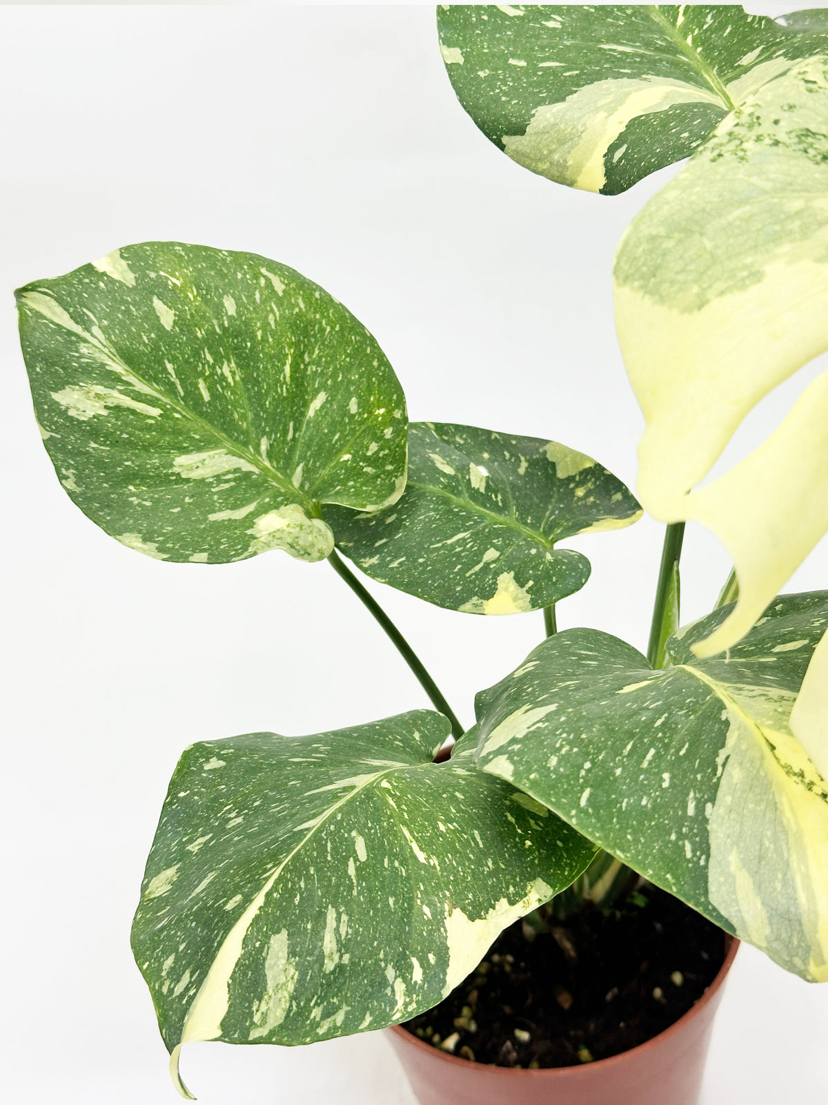 Monstera