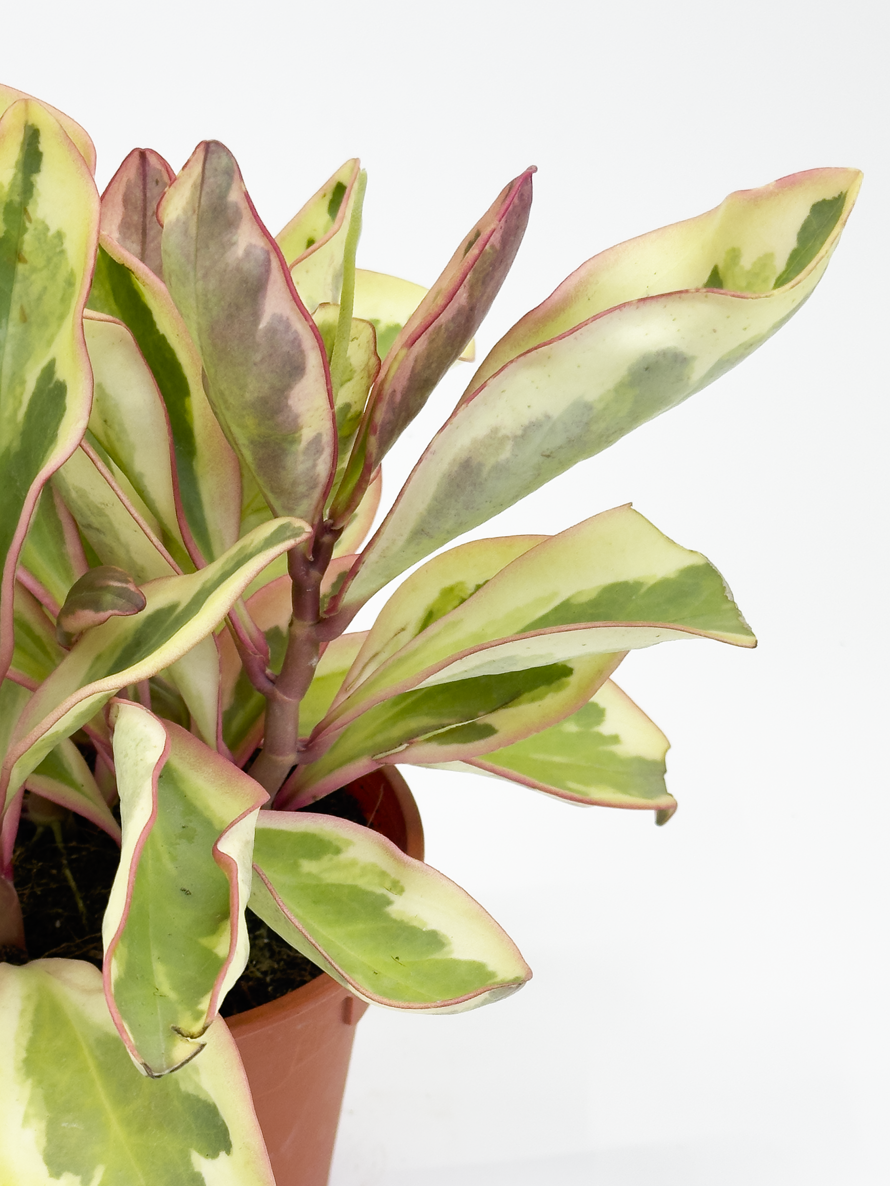 Peperomia