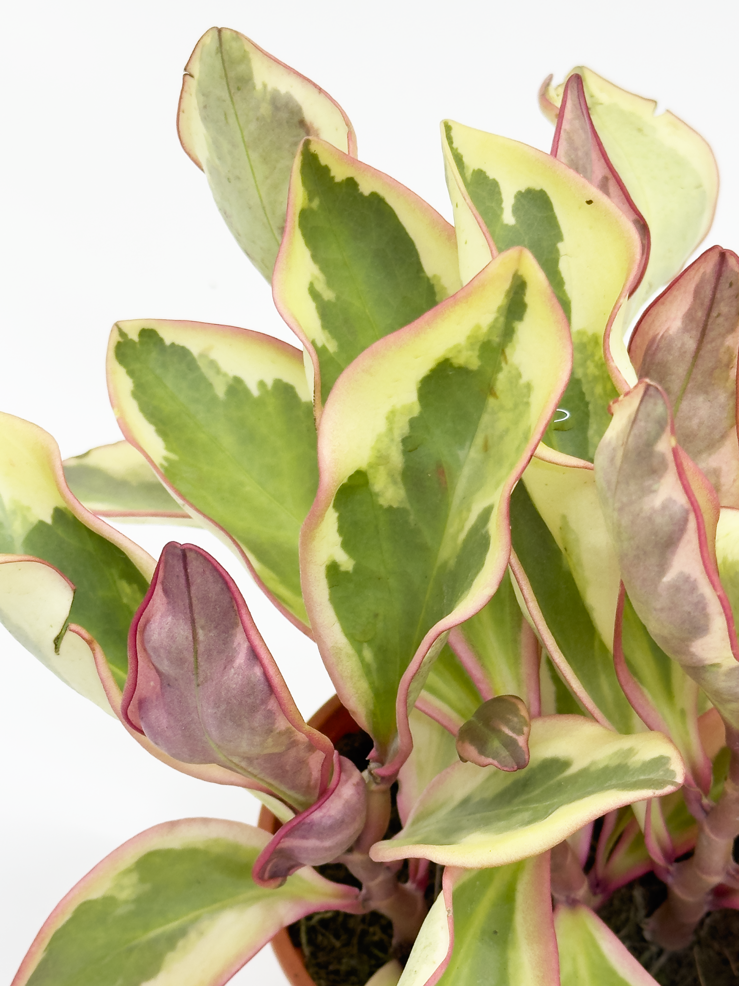 Peperomia