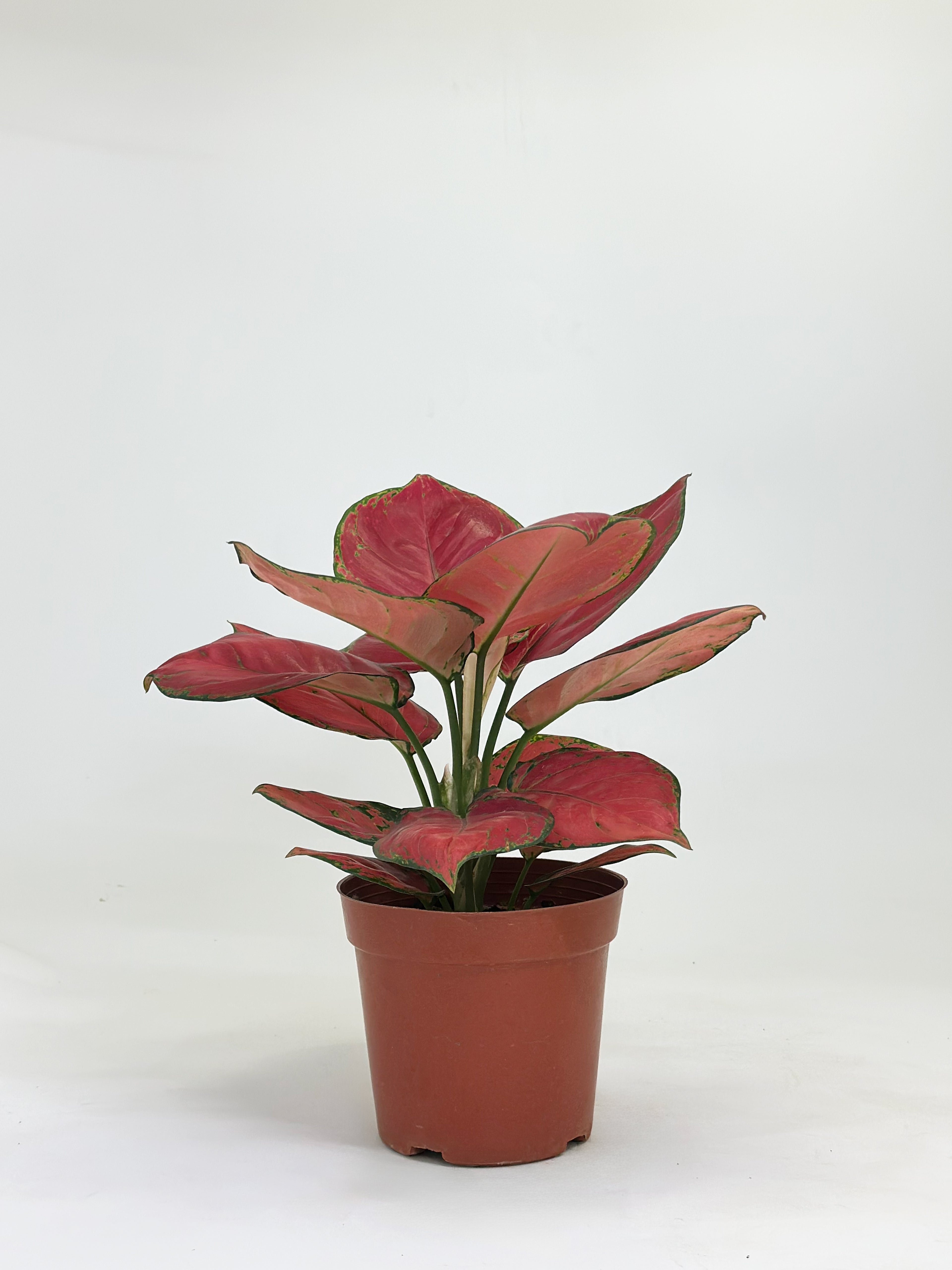 Aglaonema Anjamani