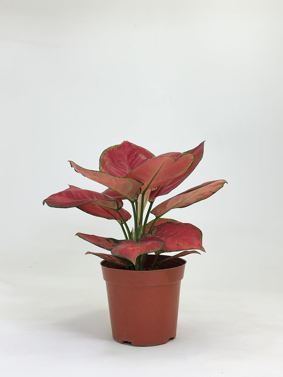 Aglaonema Anjamani