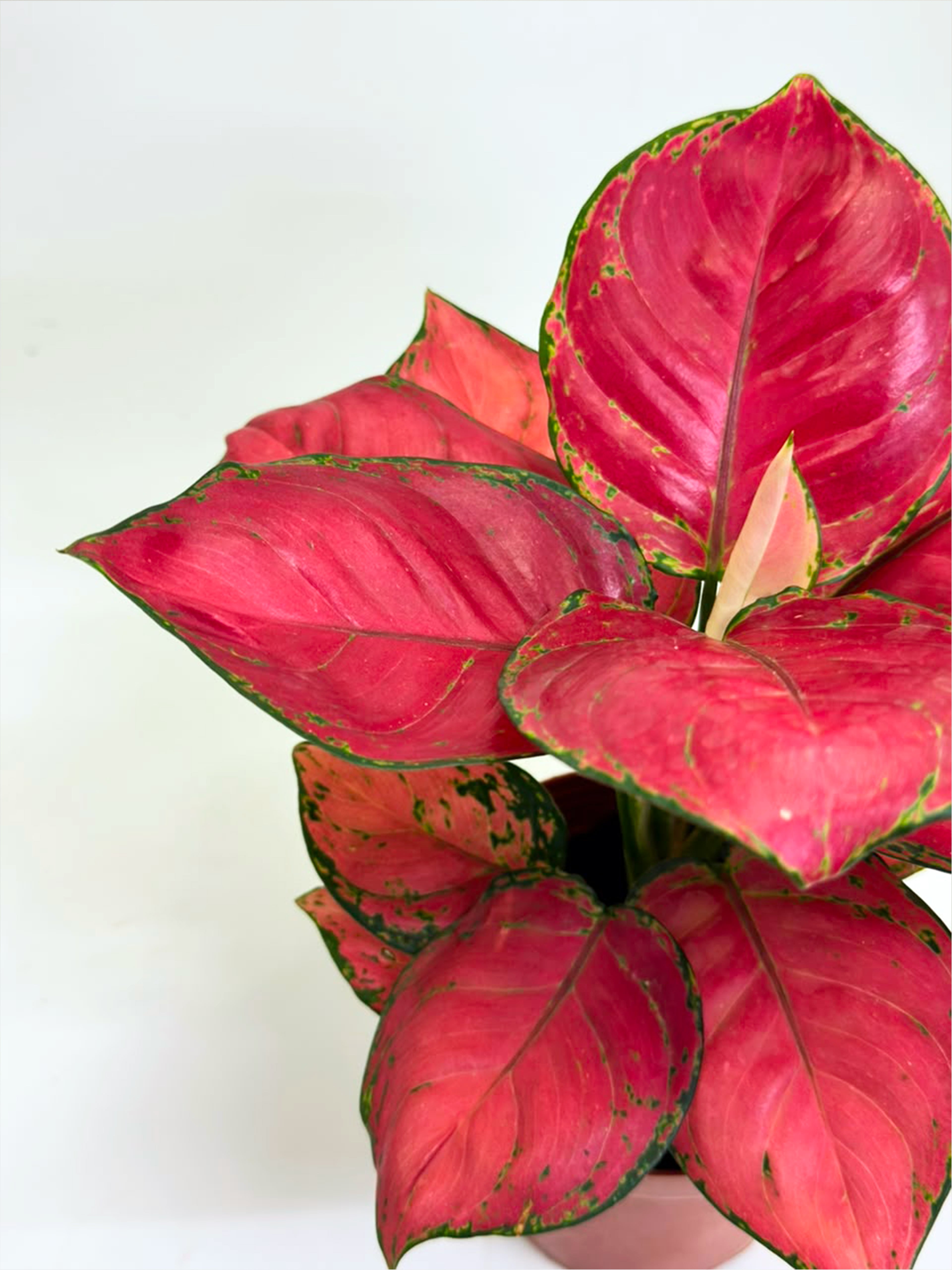 Aglaonema Anjamani