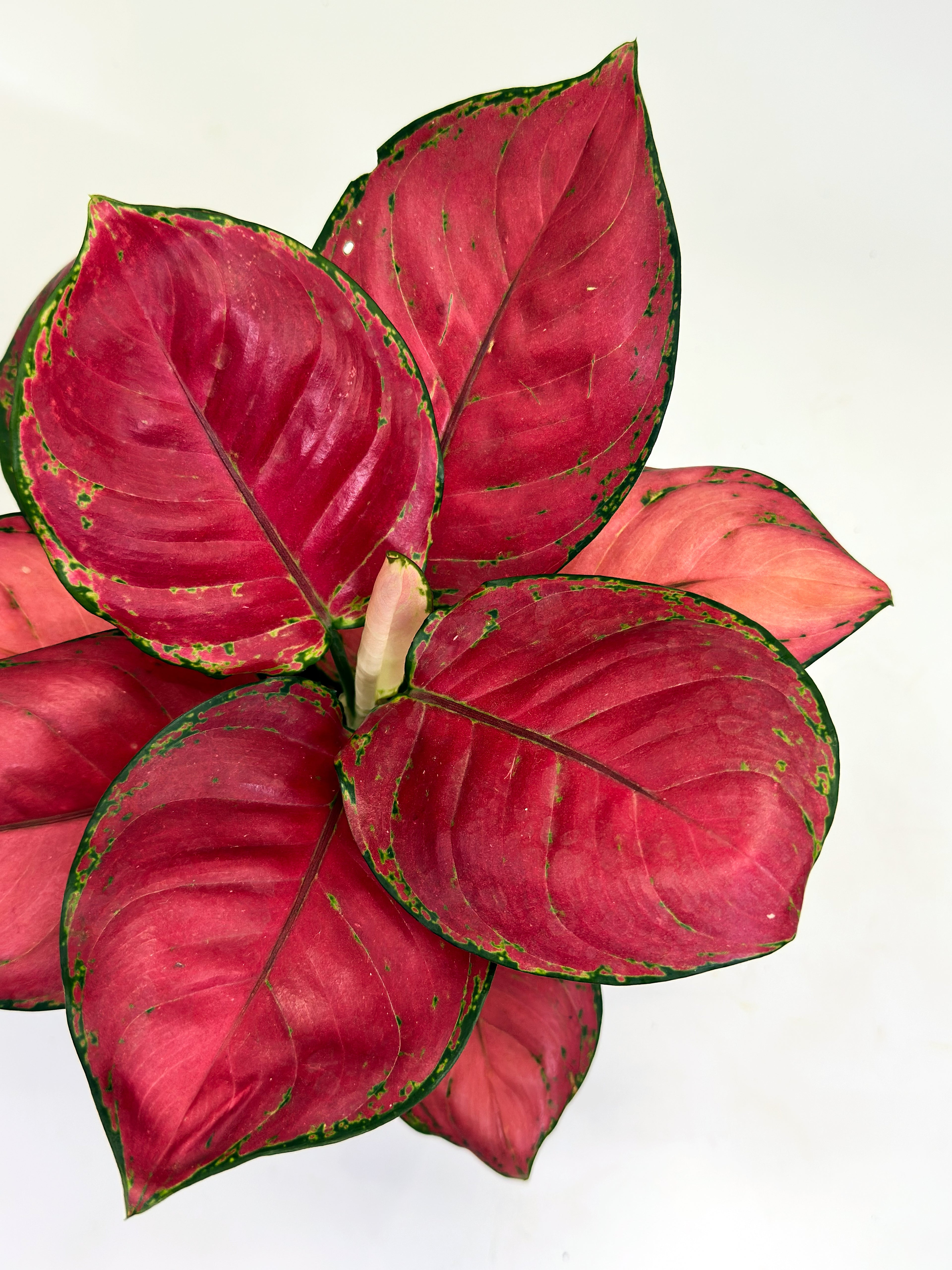 Aglaonema Anjamani