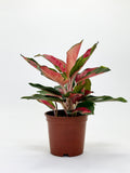Aglaonema Cochin Green
