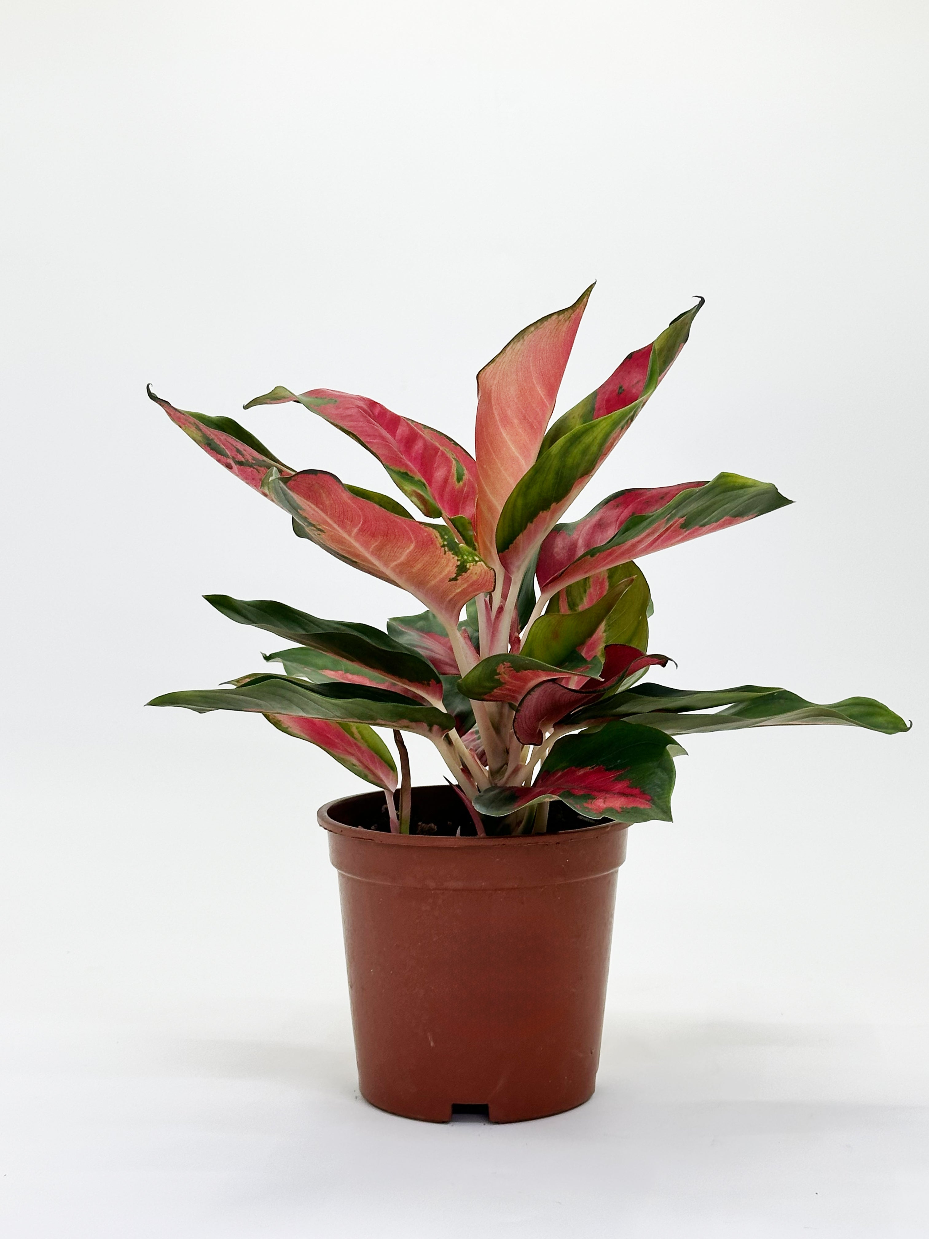 Aglaonema Cochin Green