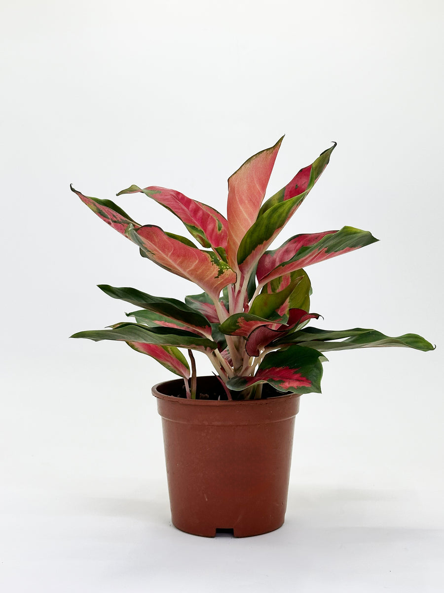 Aglaonema Cochin Green