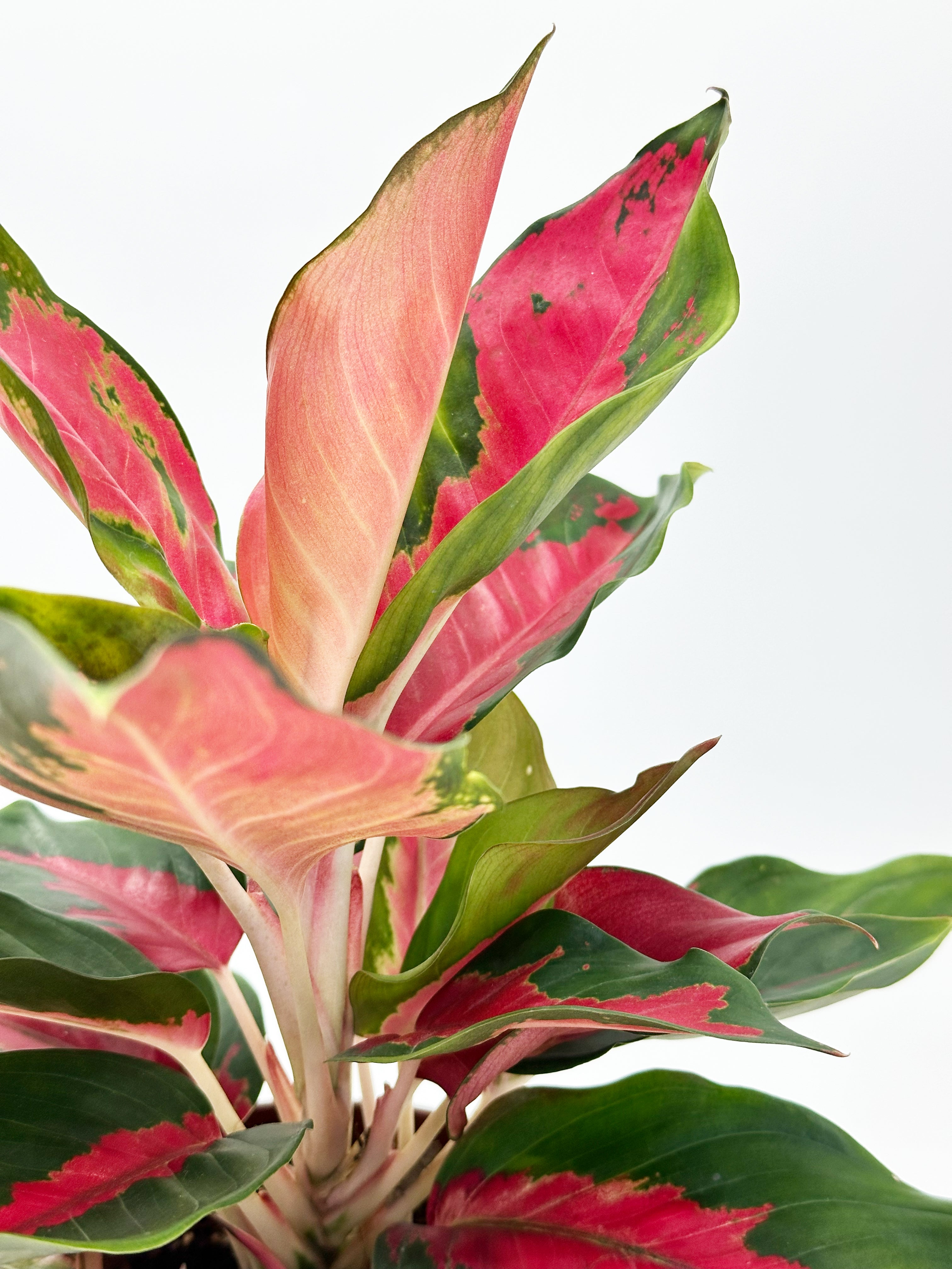 Aglaonema Cochin Green