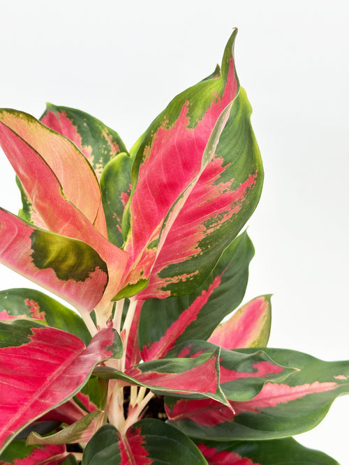 Aglaonema Cochin Green