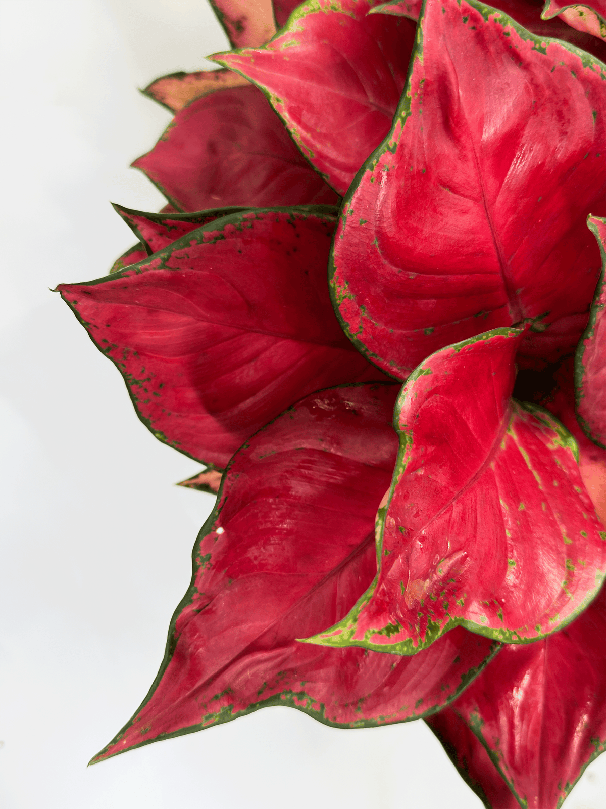 Aglaonema Cochin