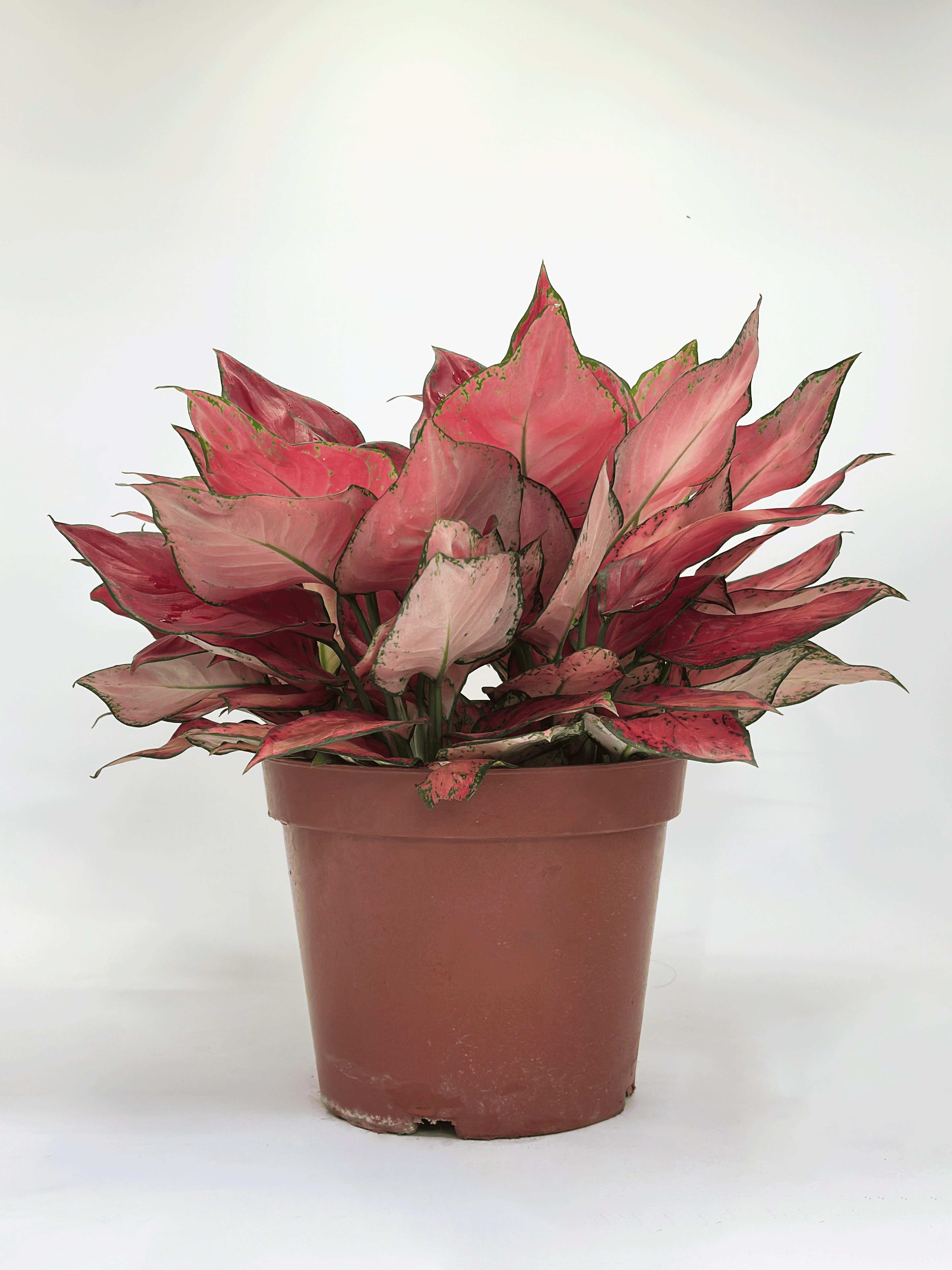 Aglaonema Cochin