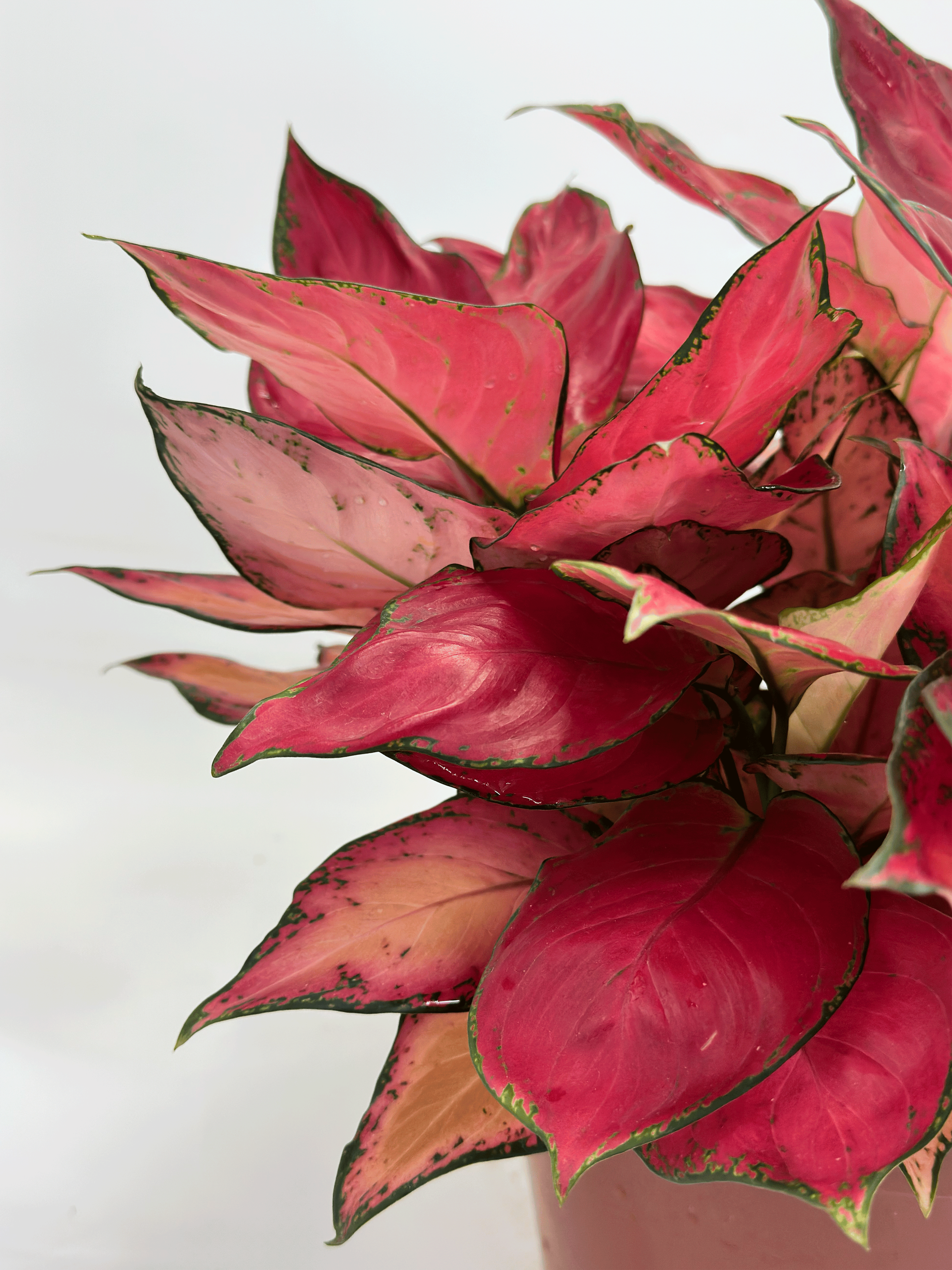 Aglaonema Cochin