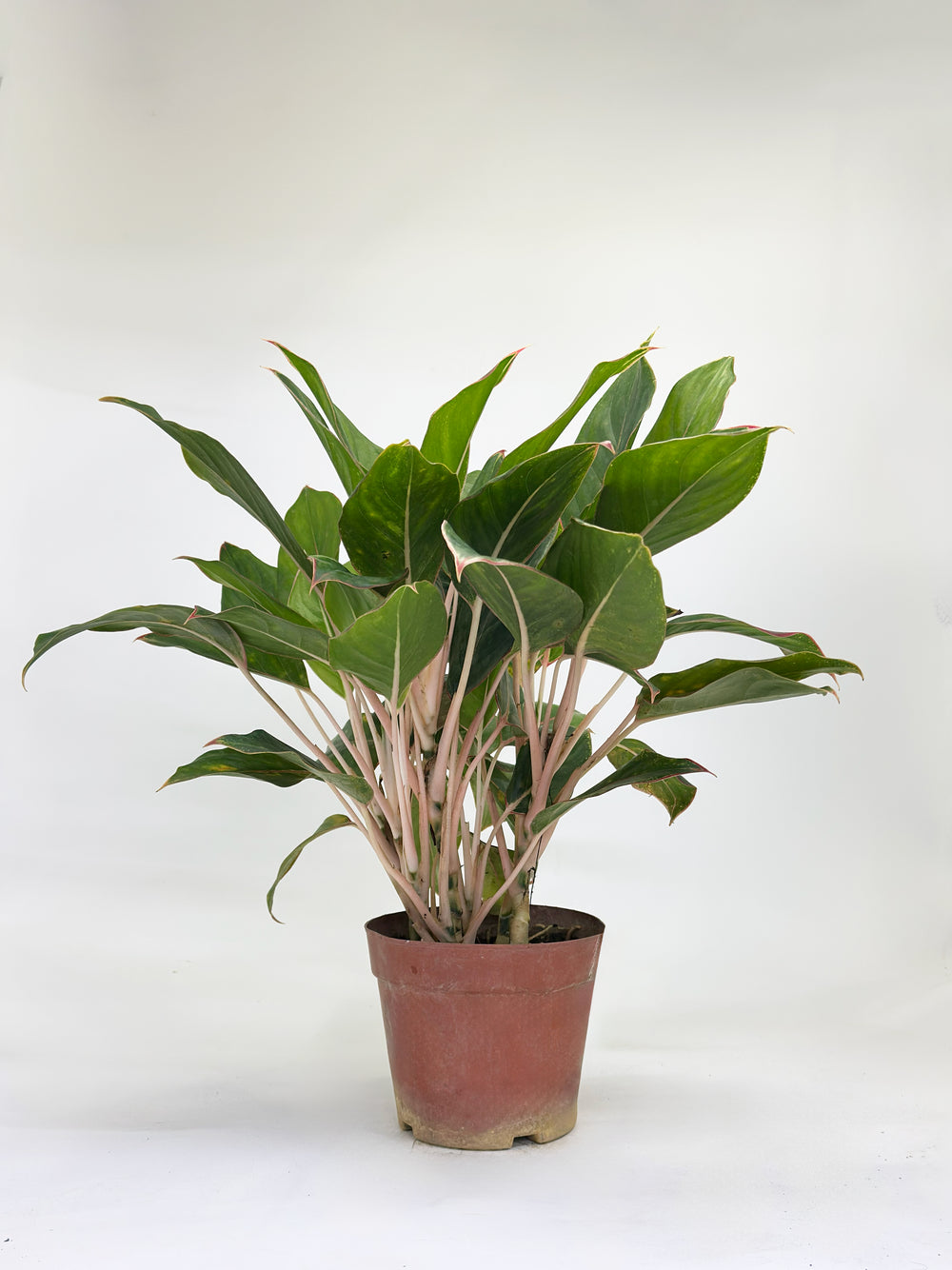 Aglaonema Golden Lipstick