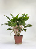 Aglaonema Golden Lipstick