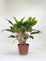Aglaonema Golden Lipstick