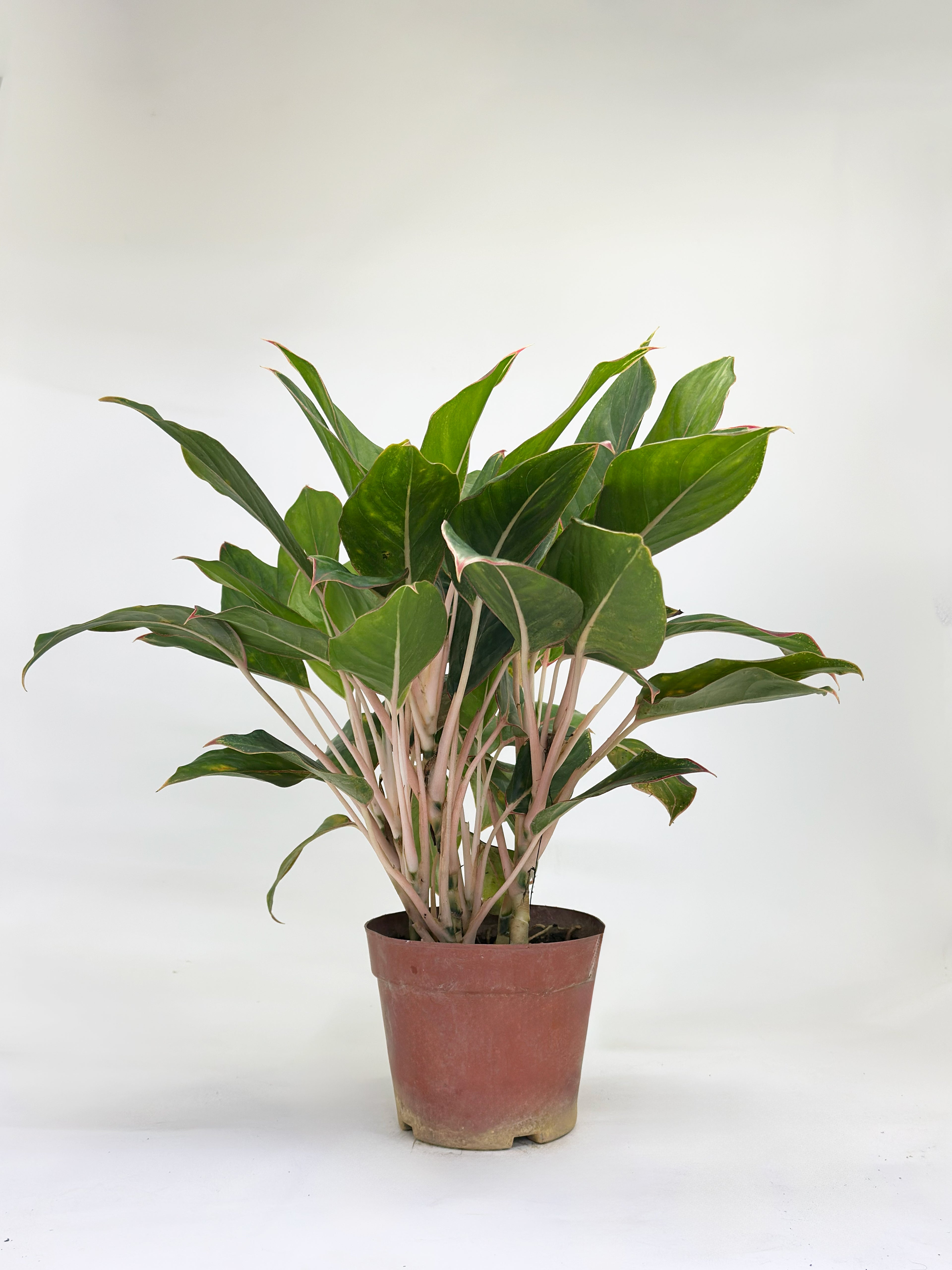 Aglaonema Golden Lipstick