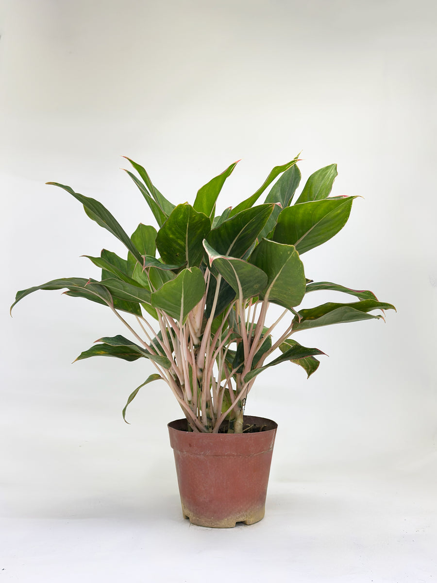 Aglaonema Golden Lipstick