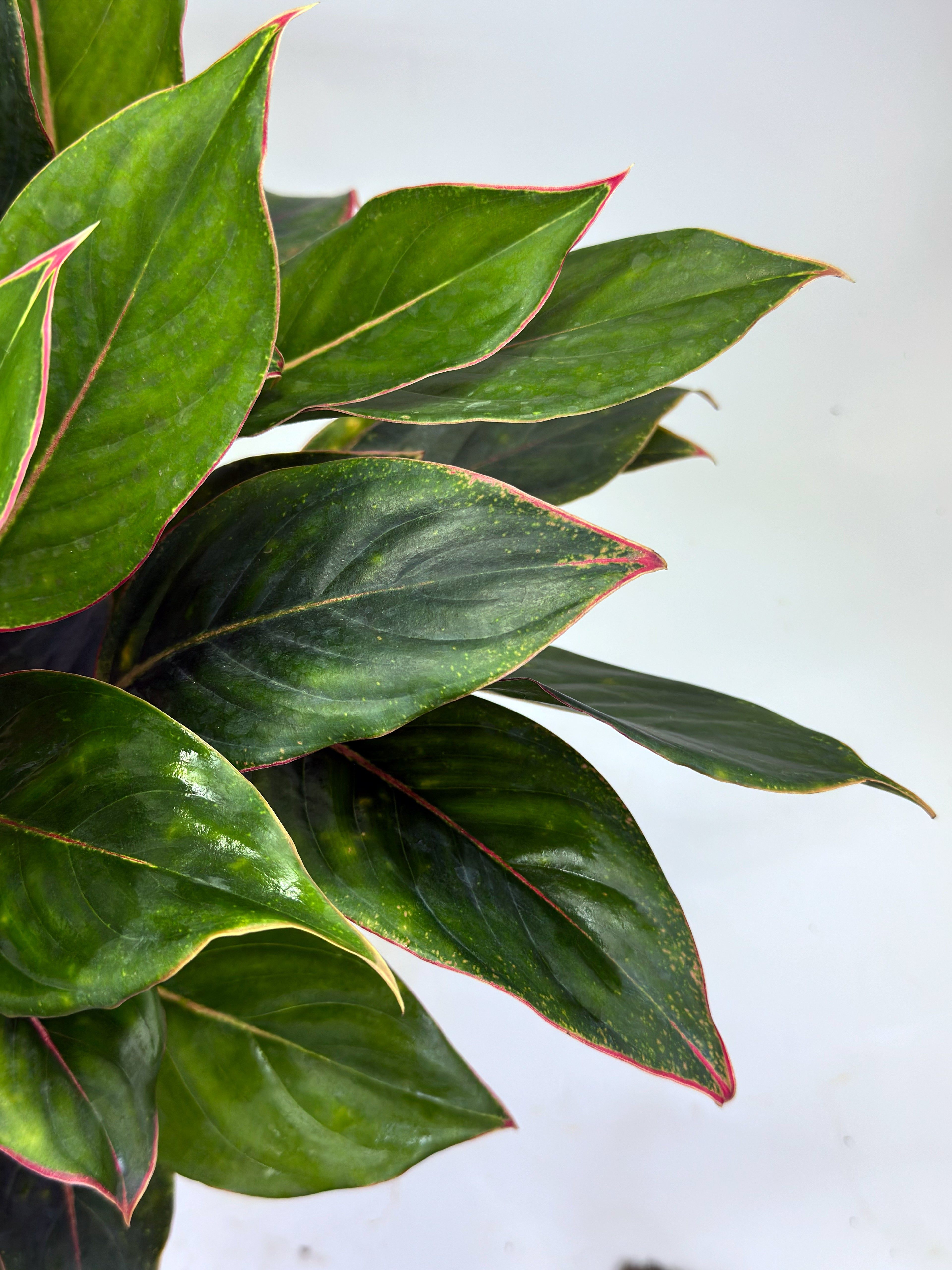 Aglaonema Golden Lipstick