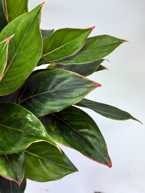 Aglaonema Golden Lipstick