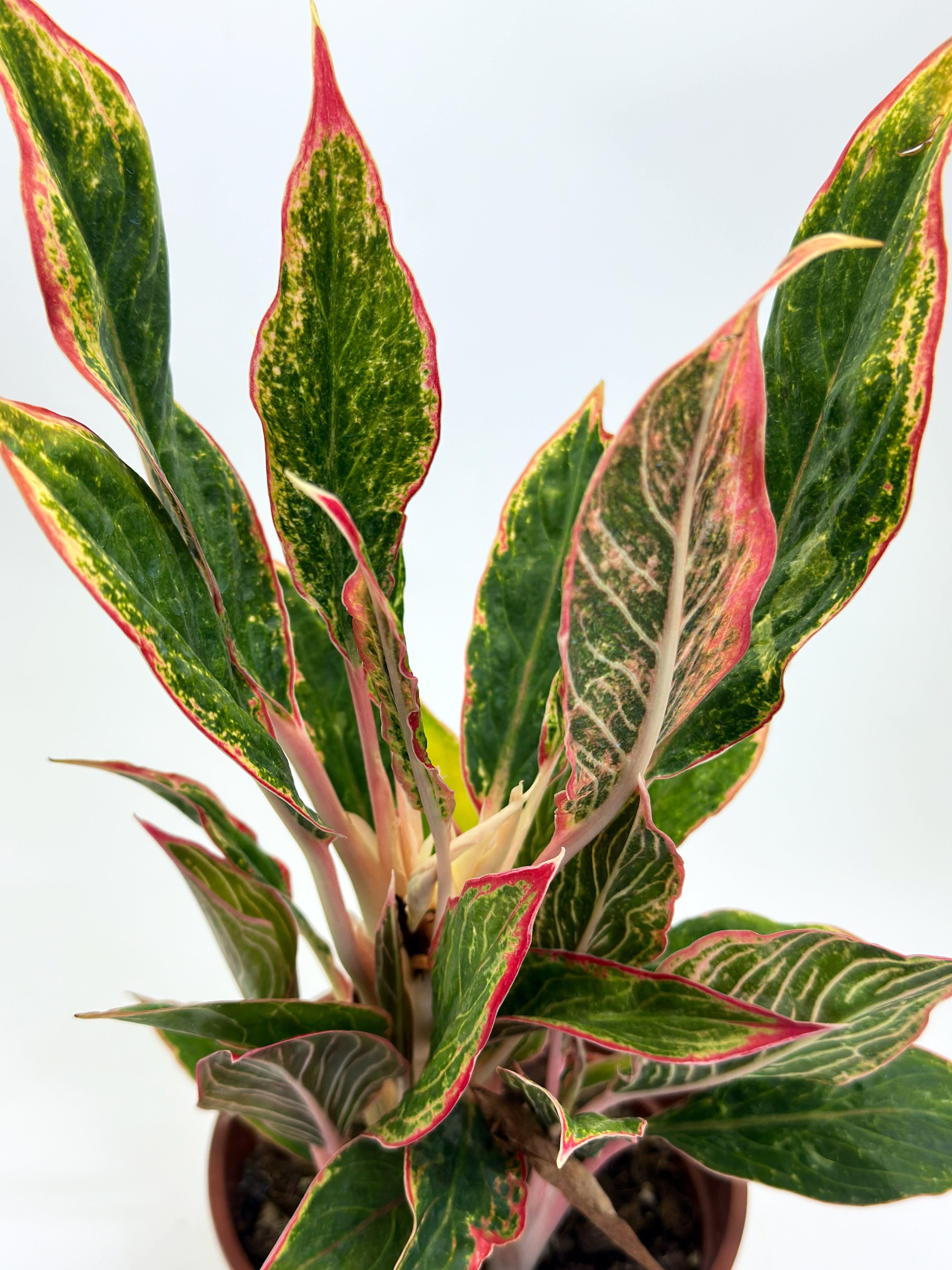 Aglaonema Khanza