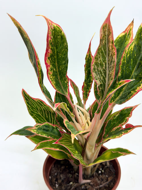 Aglaonema Khanza