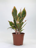 Aglaonema Khanza