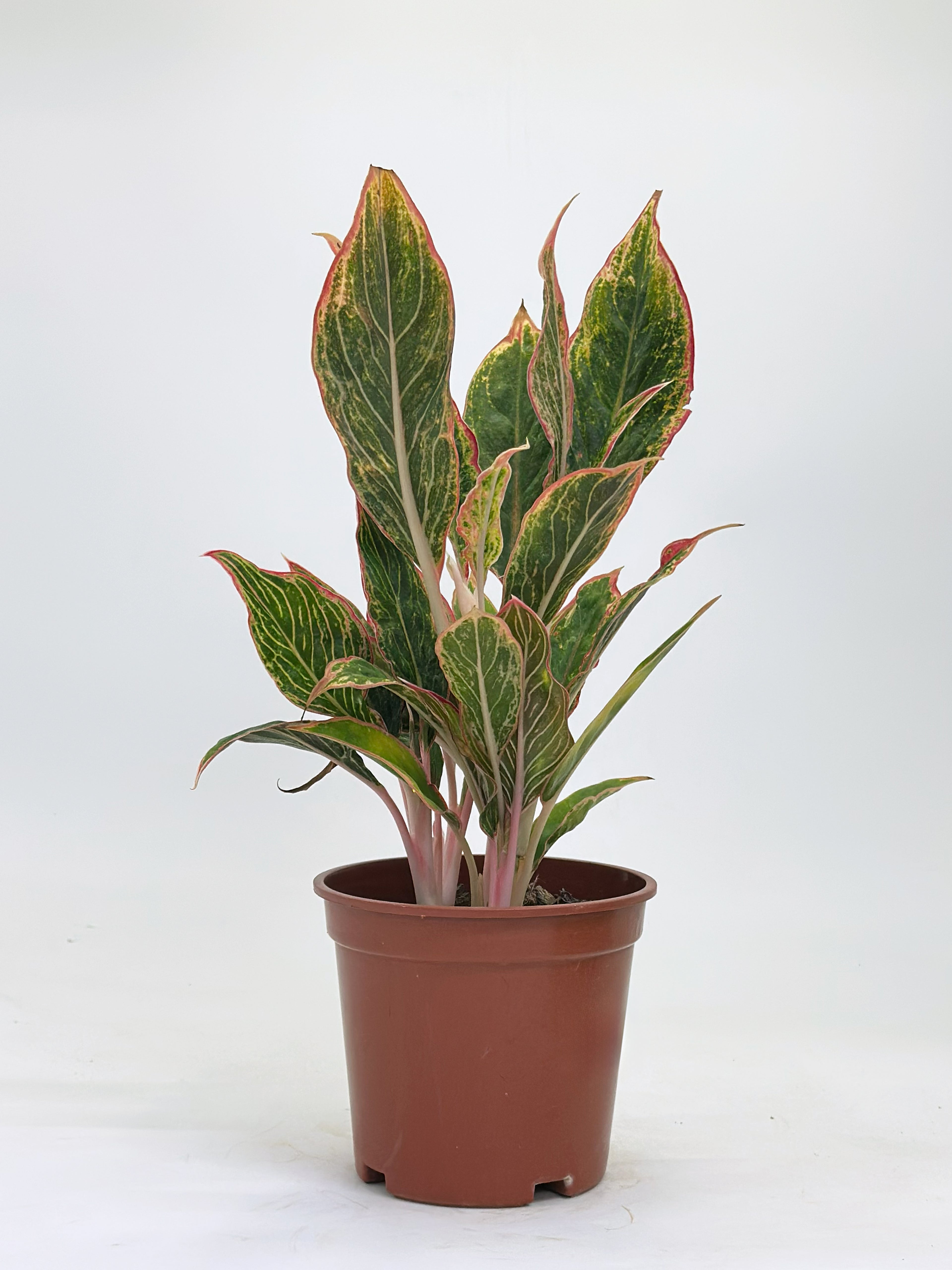 Aglaonema Khanza
