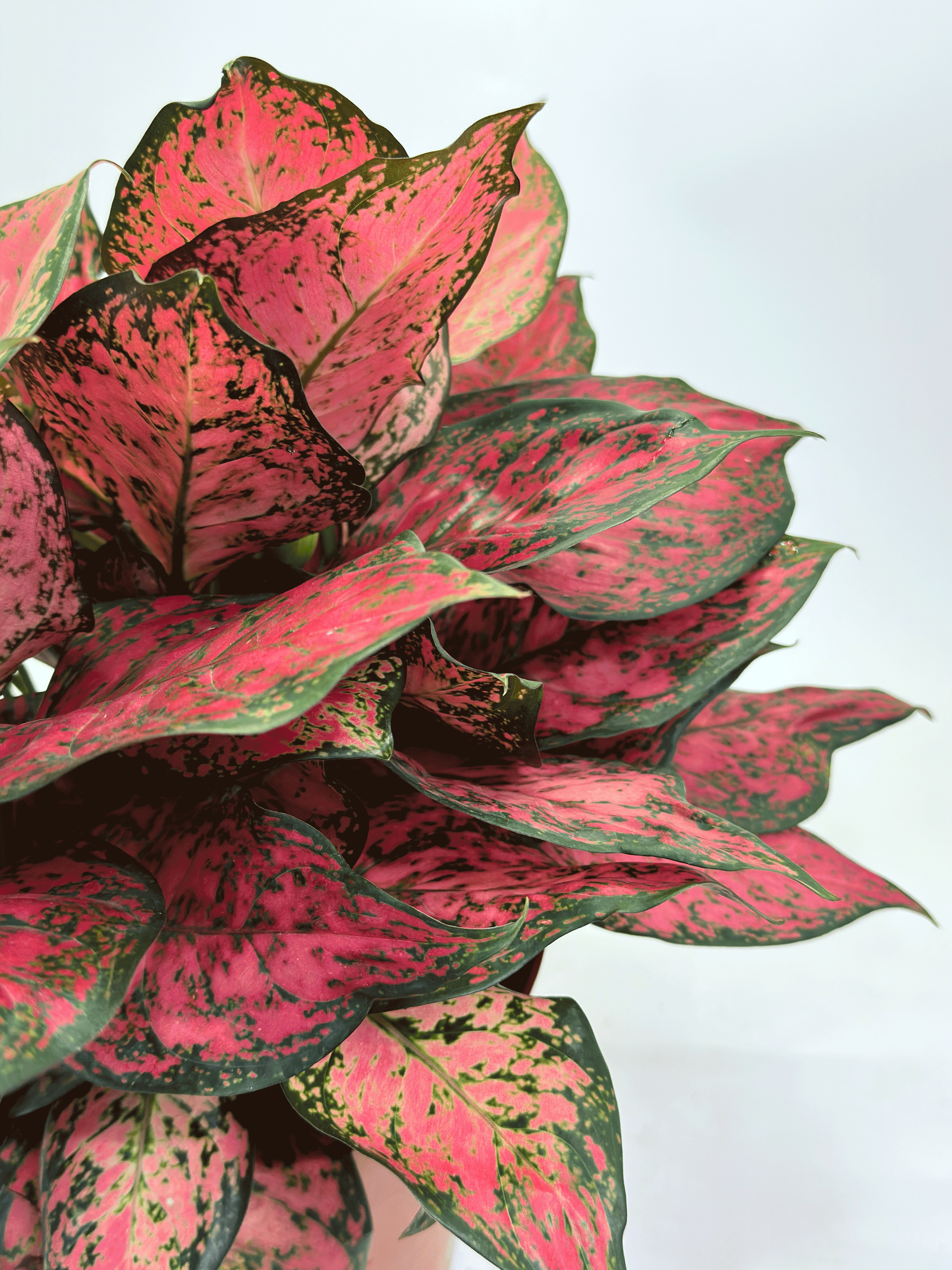 Aglaonema Magentea