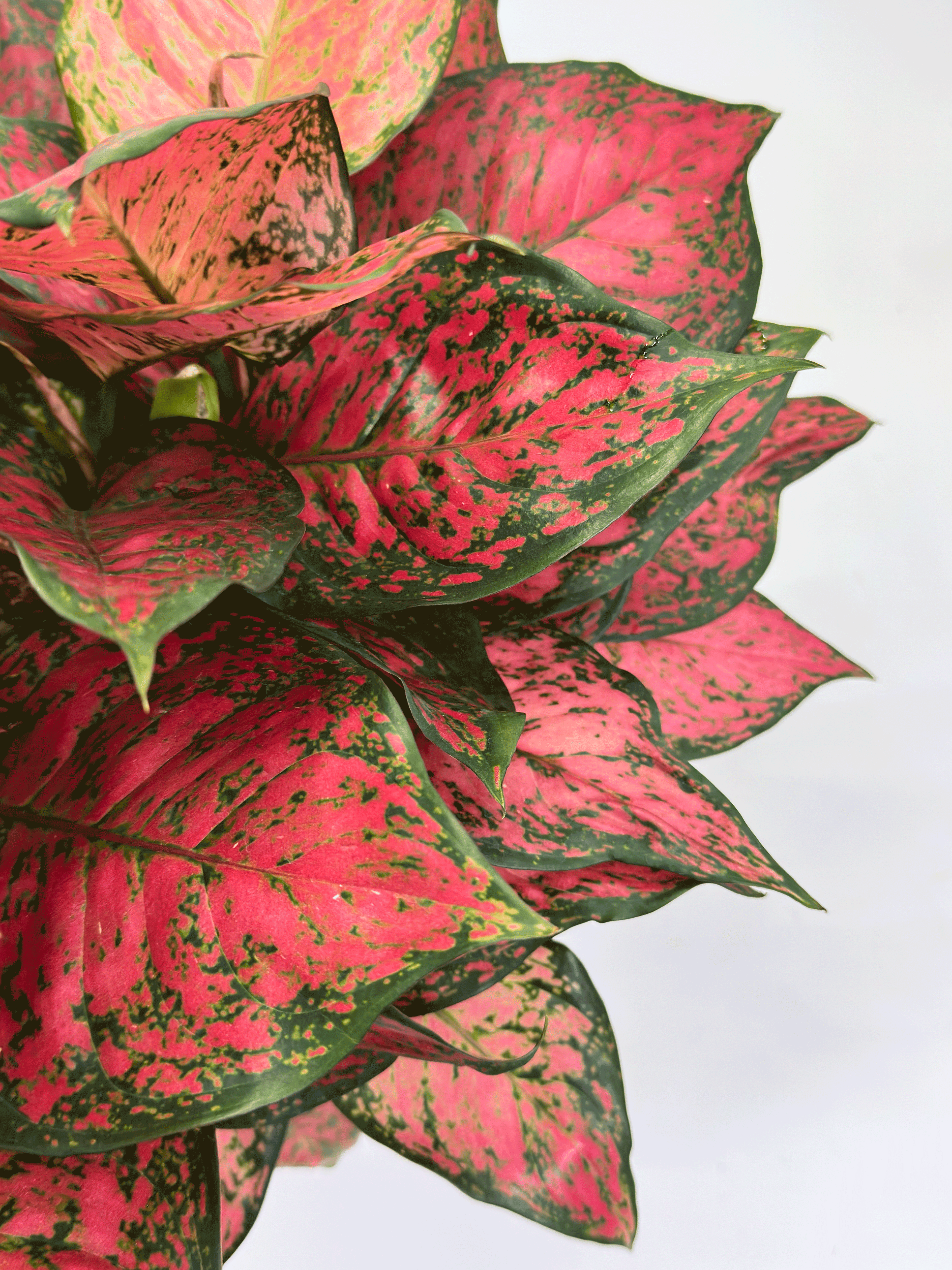 Aglaonema Magentea