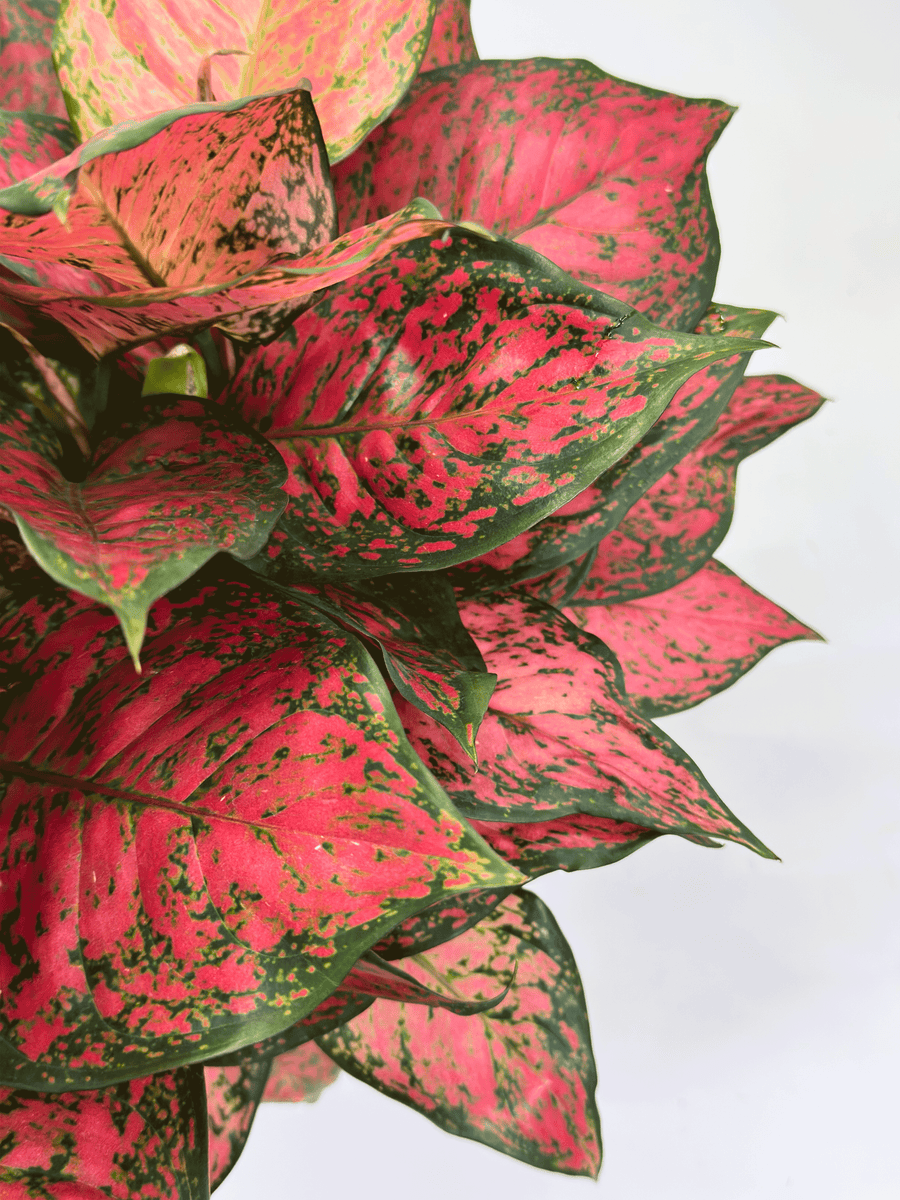 Aglaonema Magentea