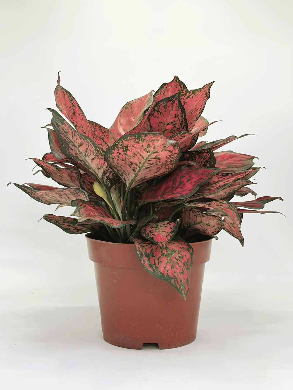 Aglaonema Magentea