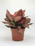 Aglaonema Magentea