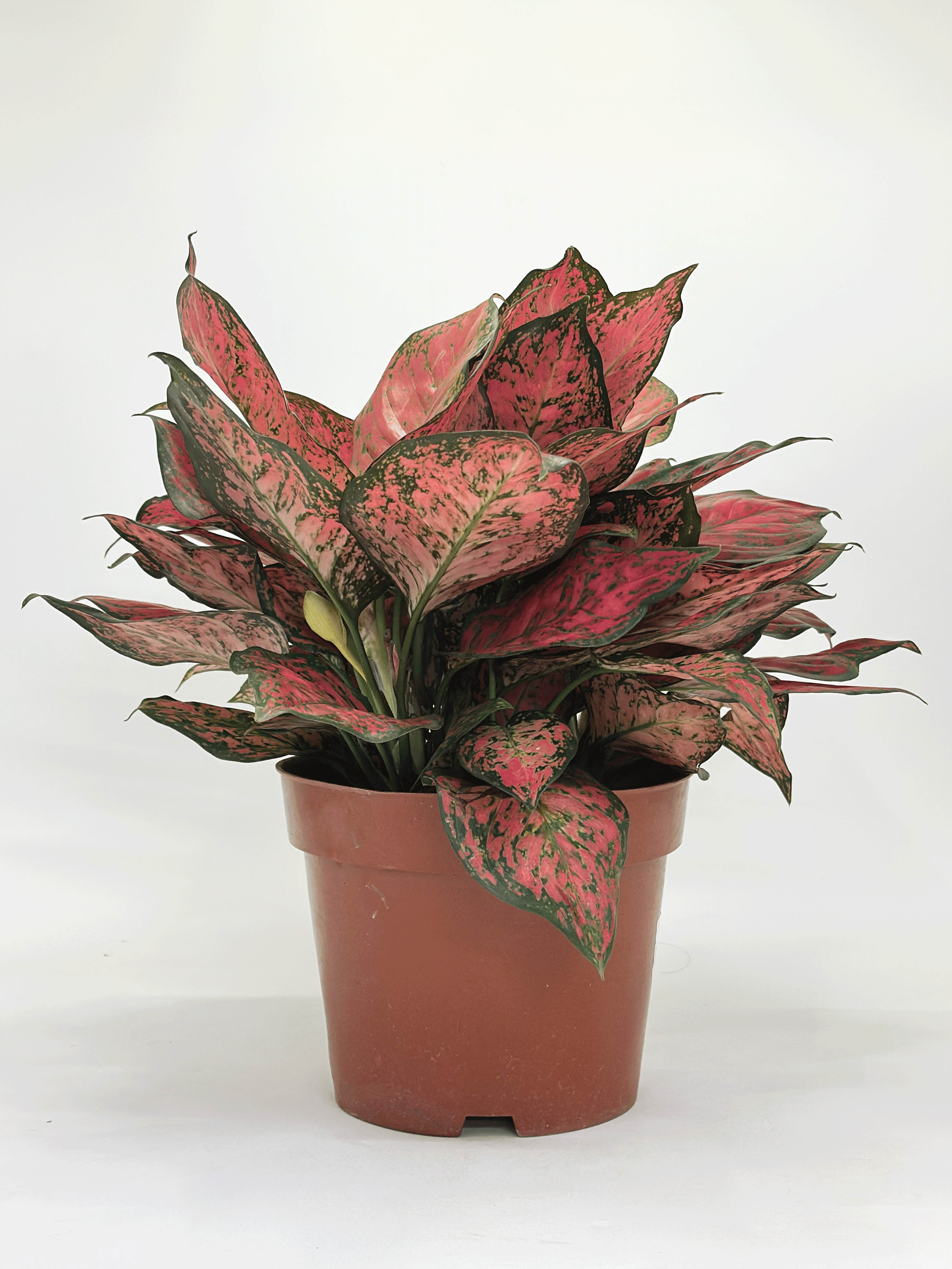 Aglaonema Magentea
