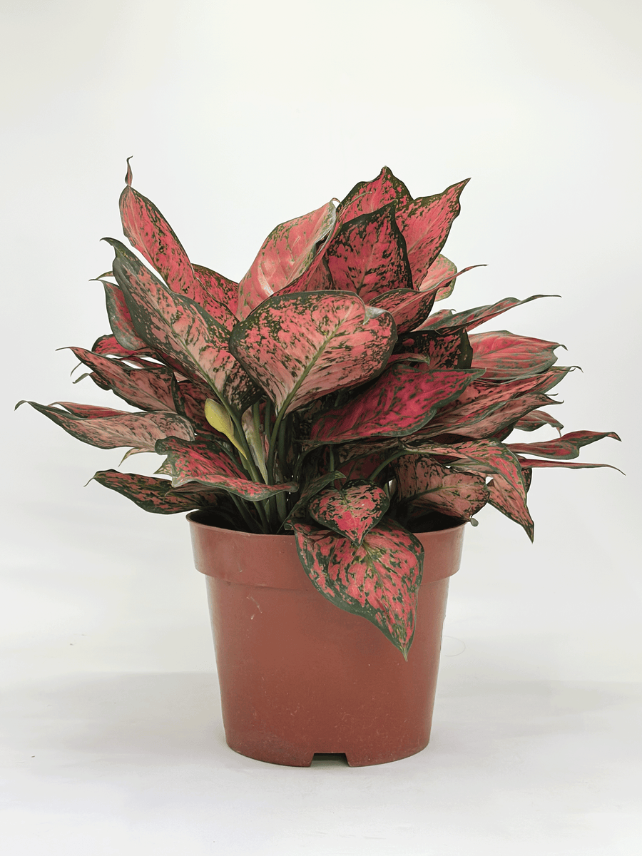 Aglaonema Magentea