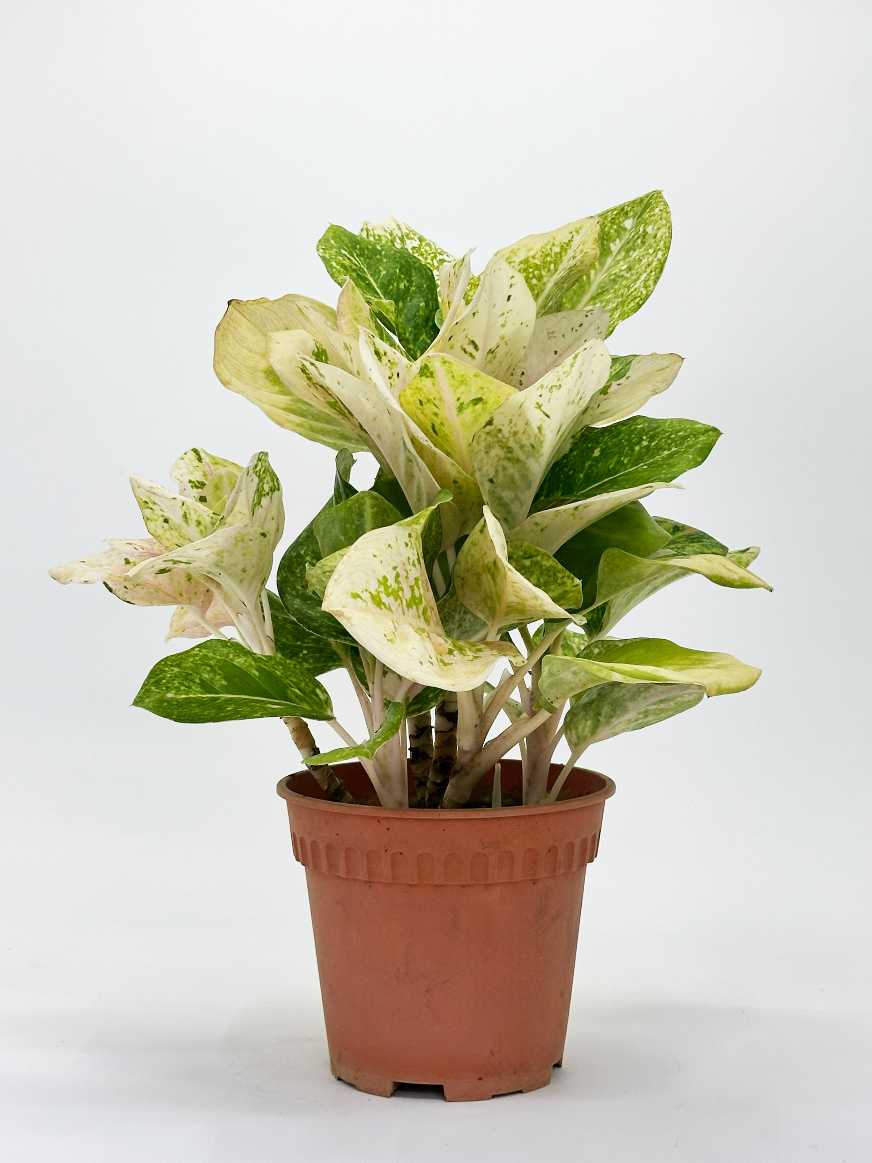 Aglaonema Pink Emerald
