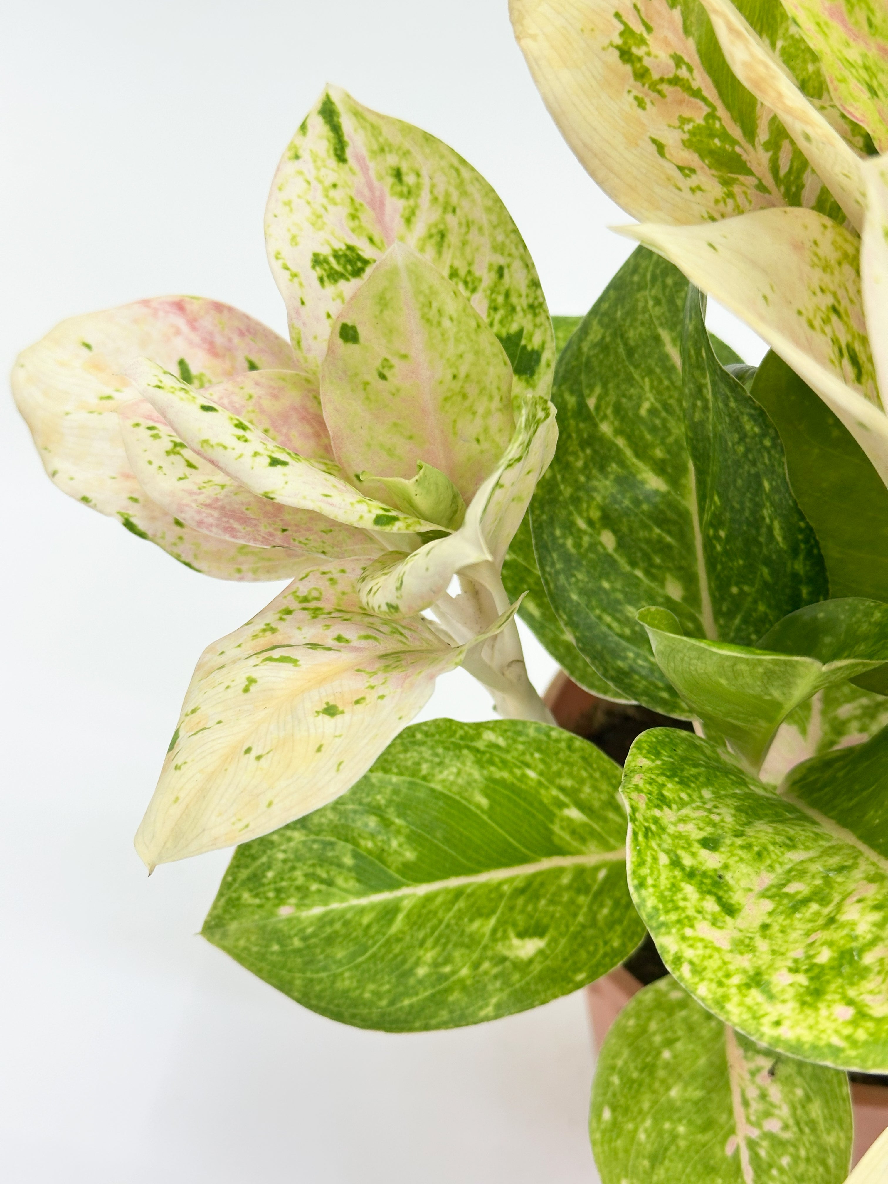 Aglaonema Pink Emerald