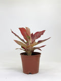 Aglaonema Red Chilli