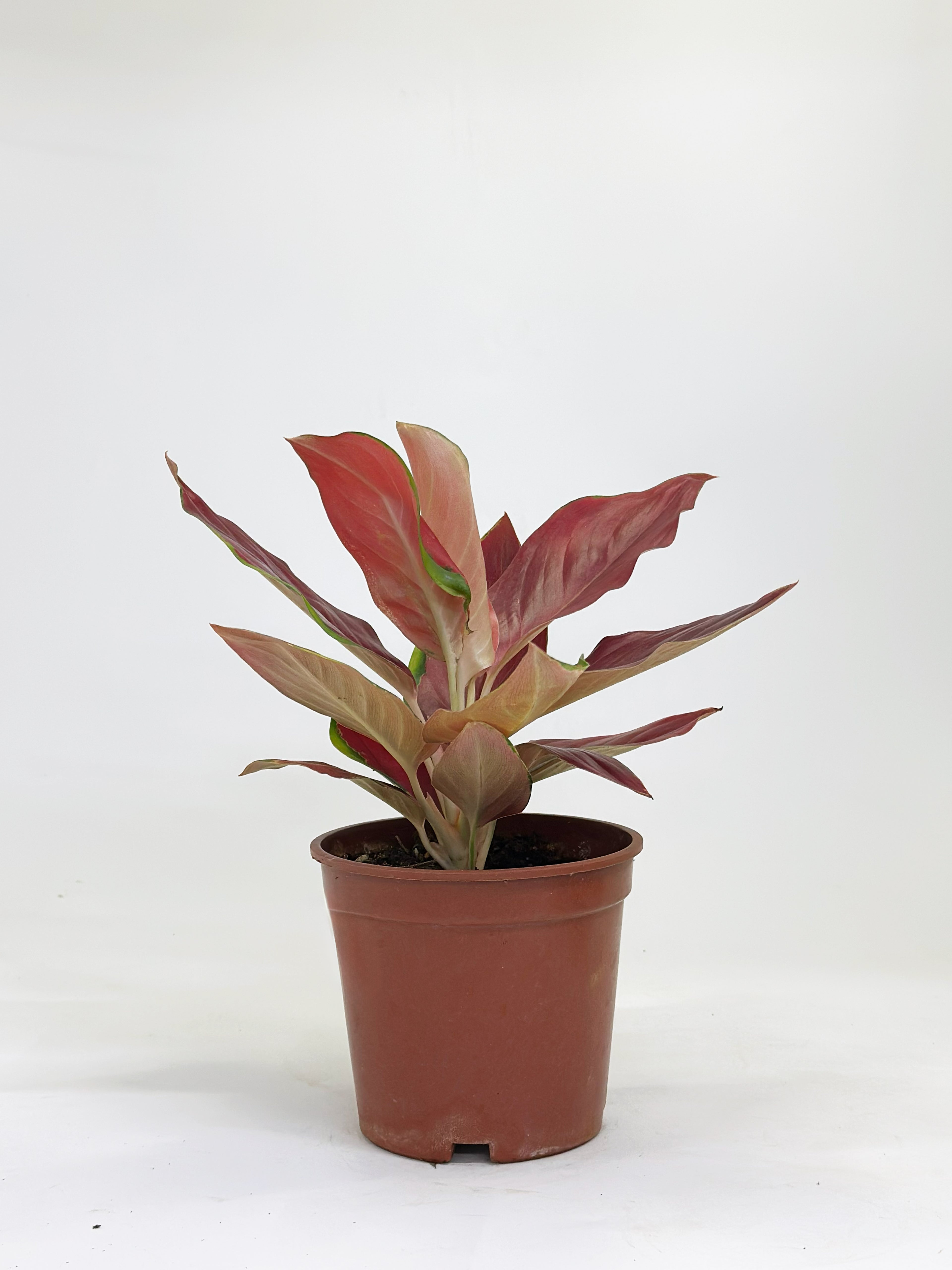 Aglaonema Red Chilli