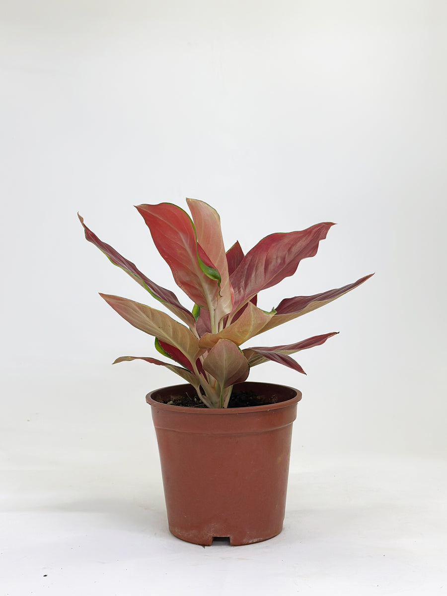 Aglaonema Red Chilli