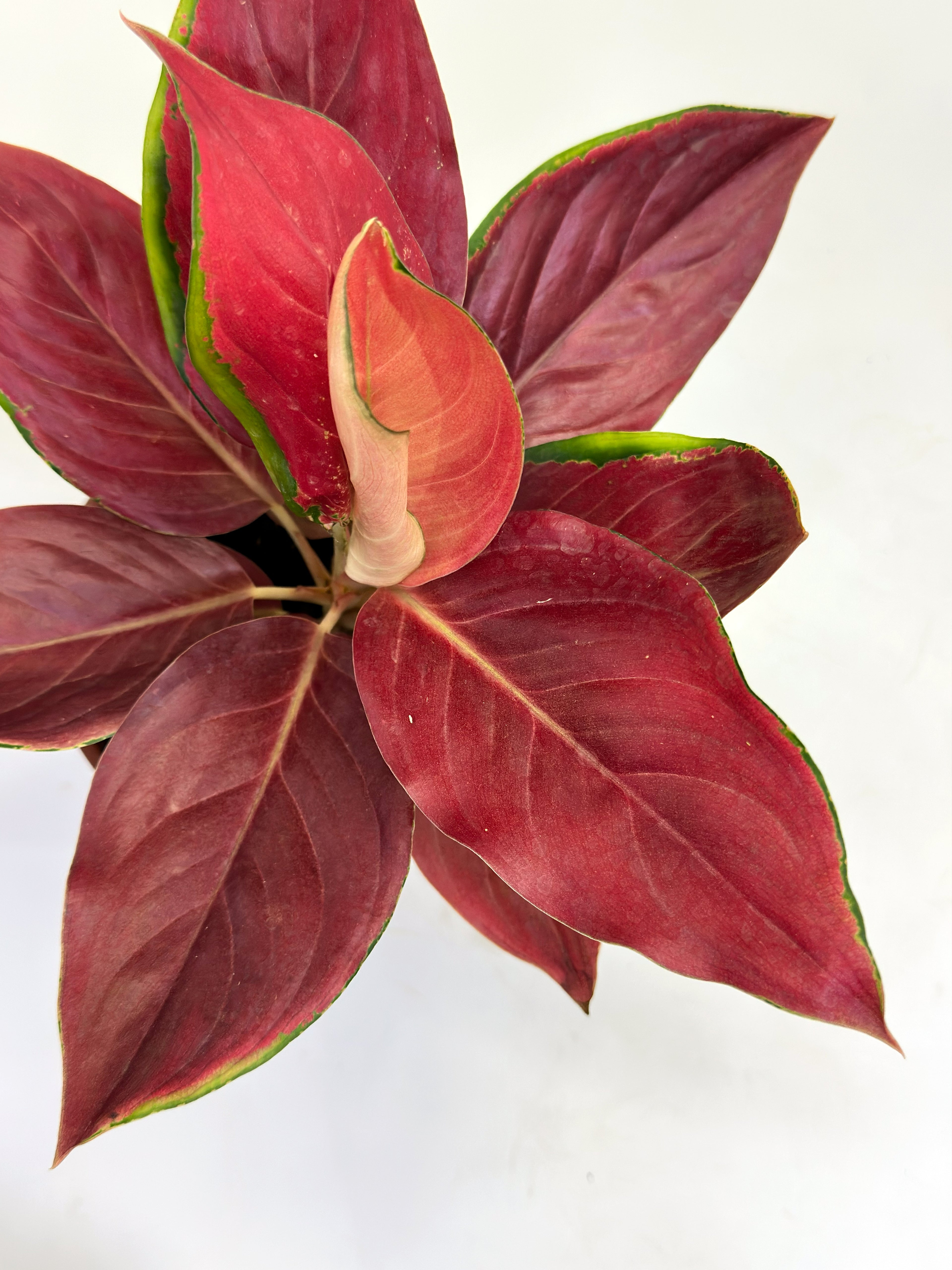 Aglaonema Red Chilli