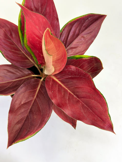 Aglaonema Red Chilli