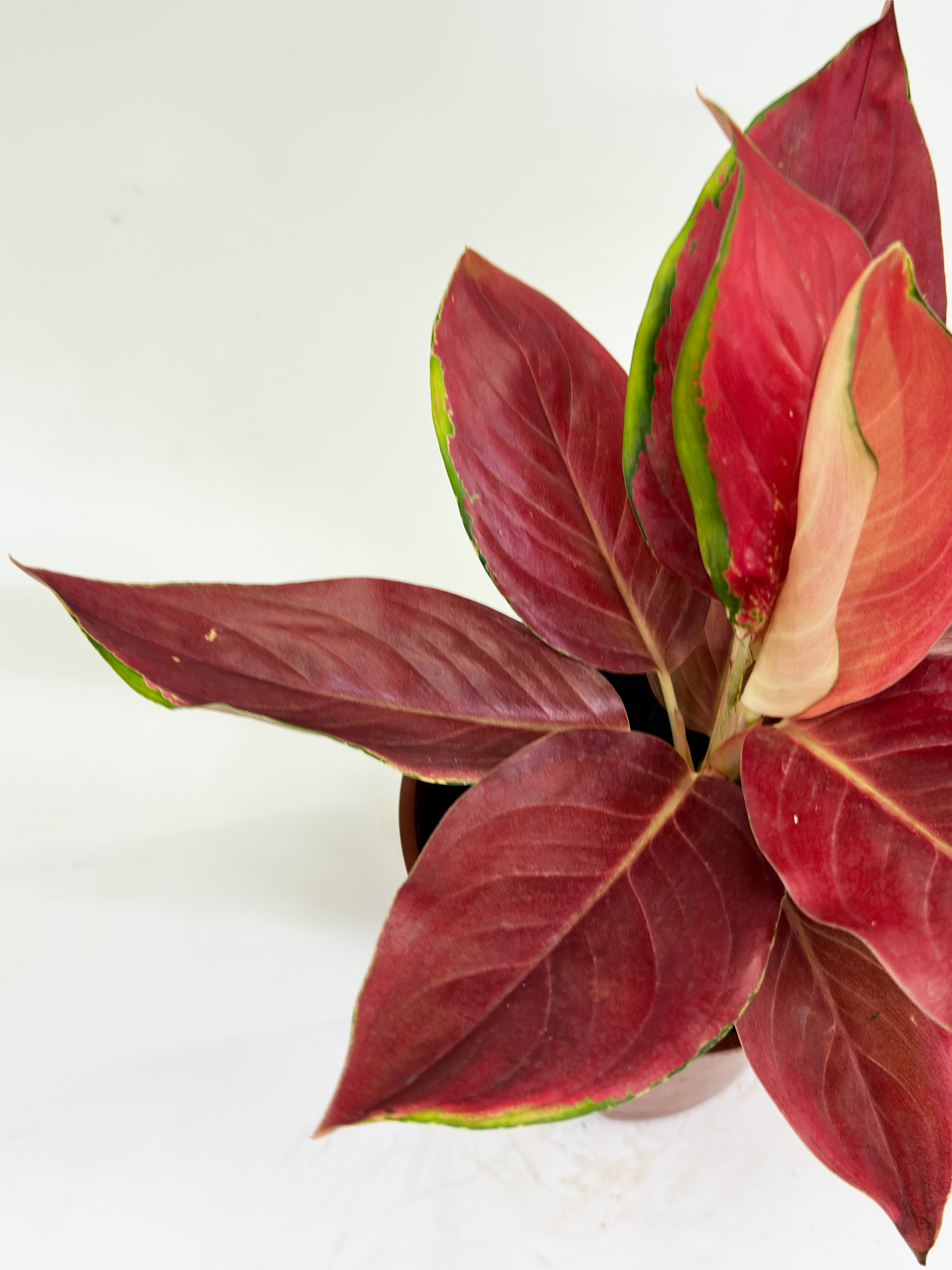 Aglaonema Red Chilli