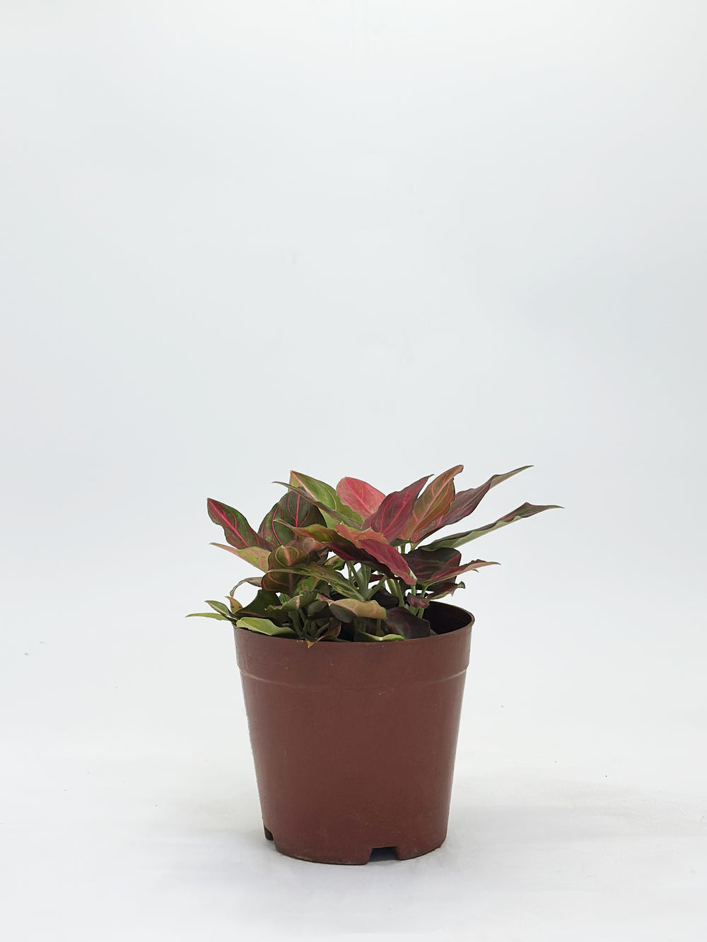 Aglaonema Red Vein Hybrid