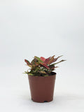 Aglaonema Red Vein Hybrid