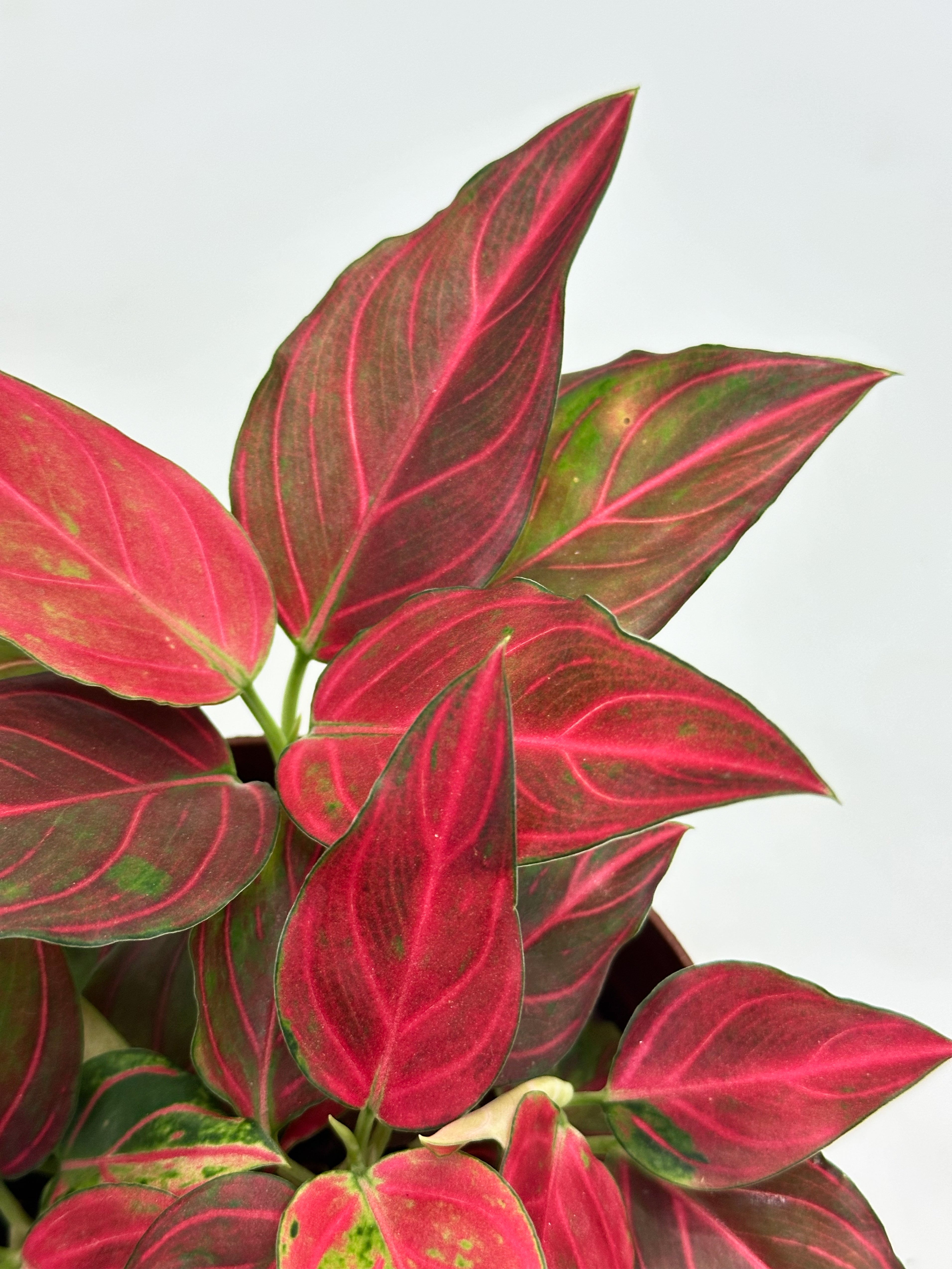 Aglaonema Red Vein Hybrid