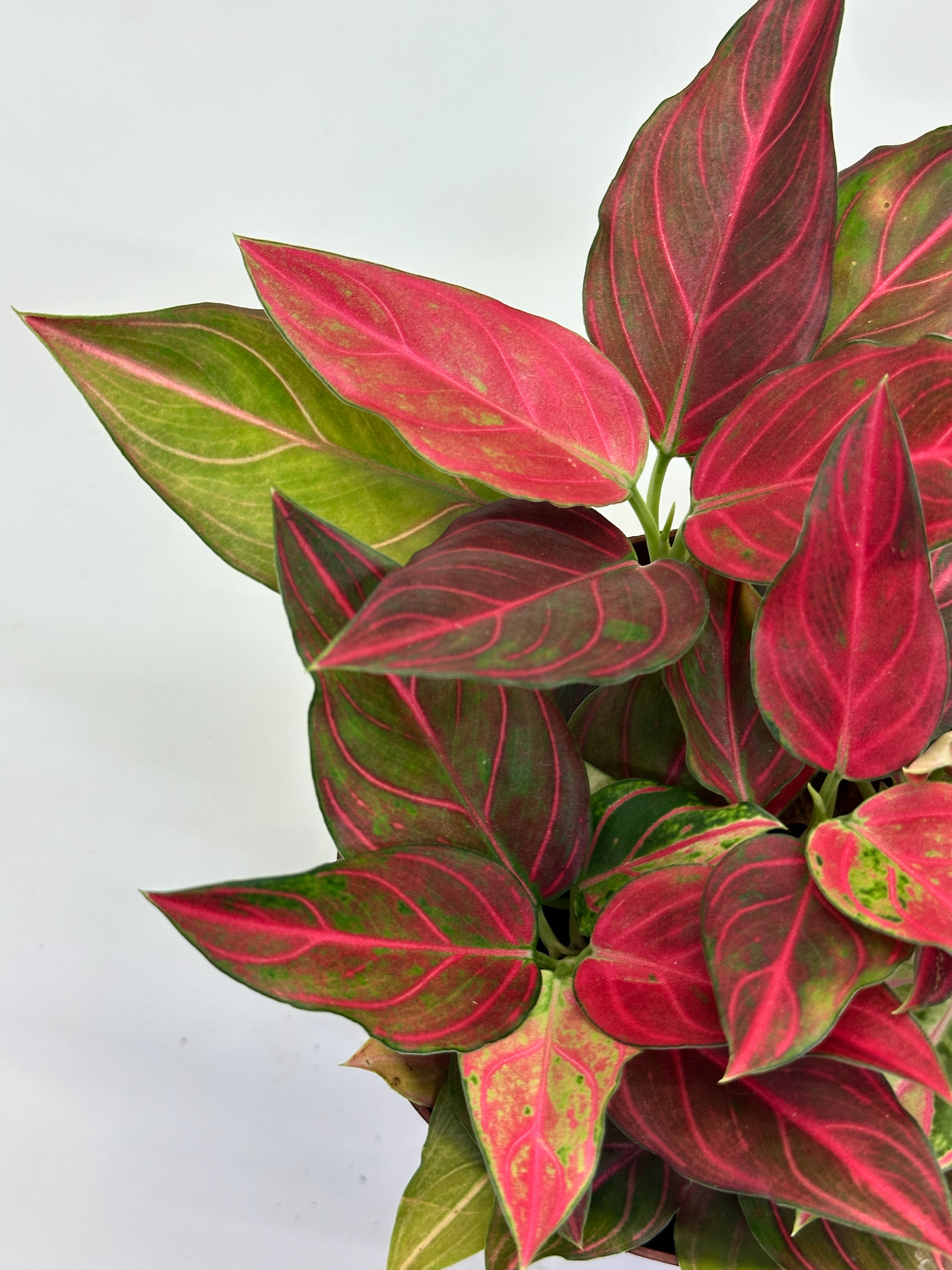 Aglaonema Red Vein Hybrid