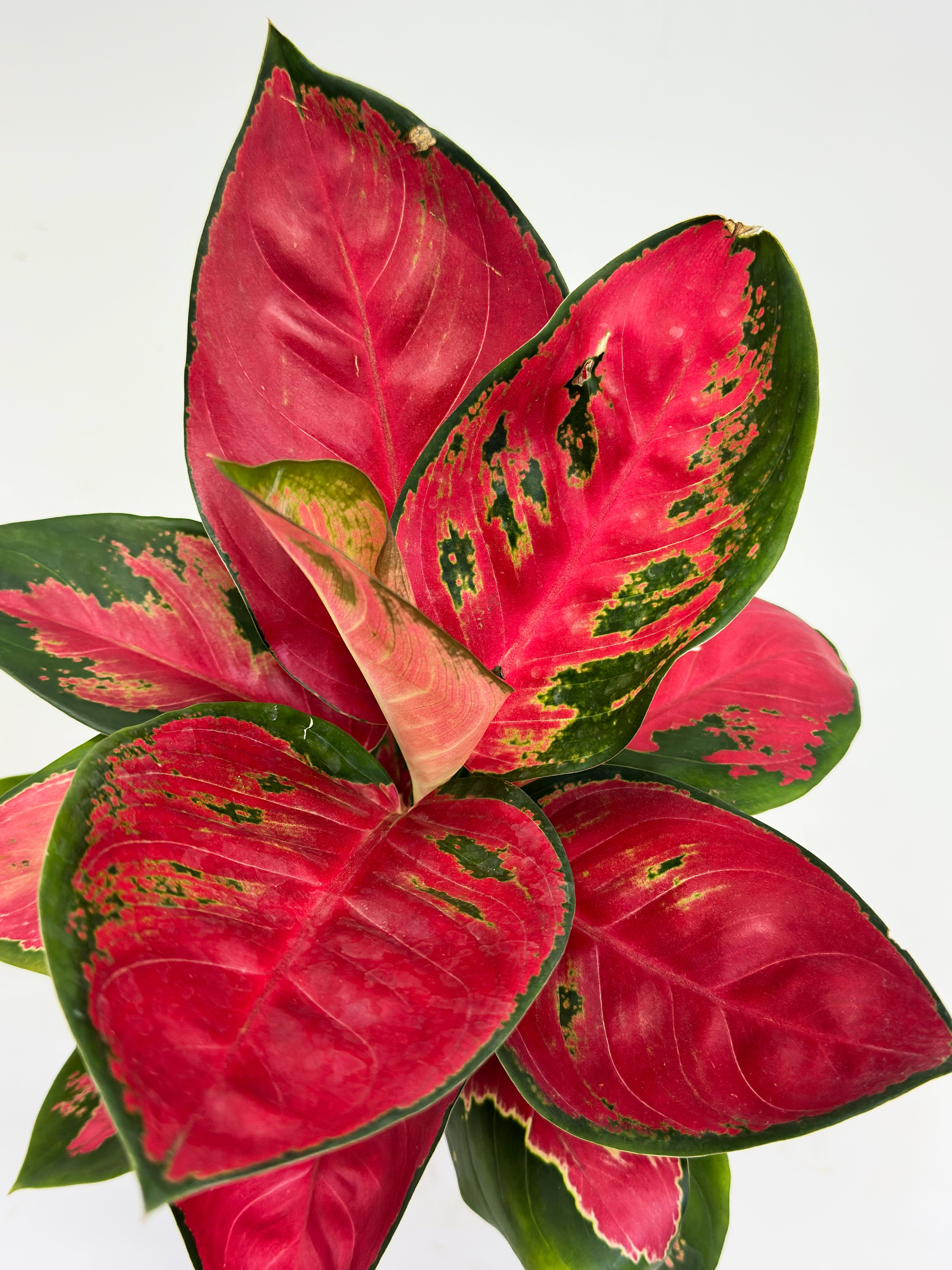 Aglaonema Shocking Red