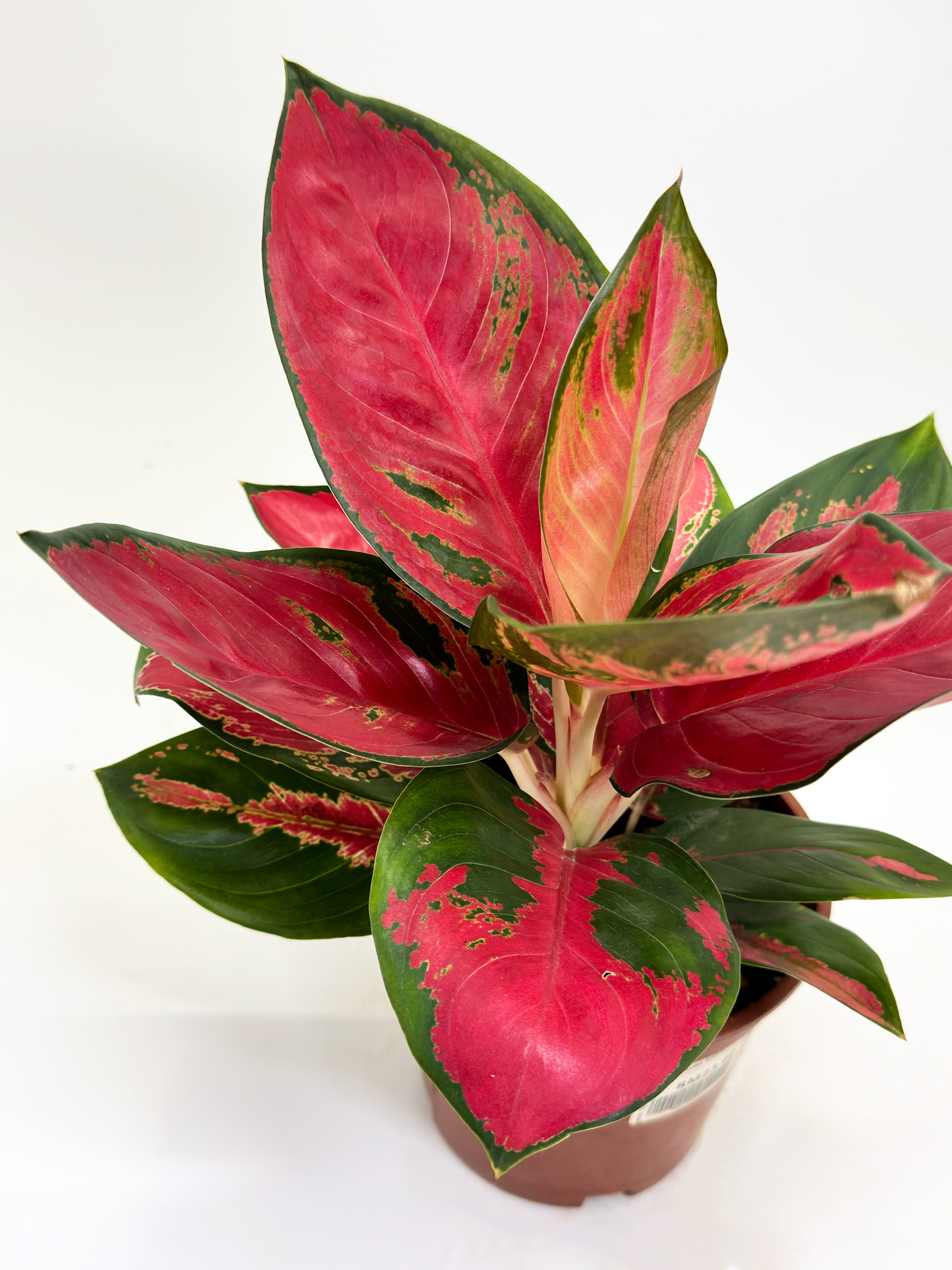 Aglaonema Shocking Red