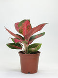 Aglaonema Shocking Red