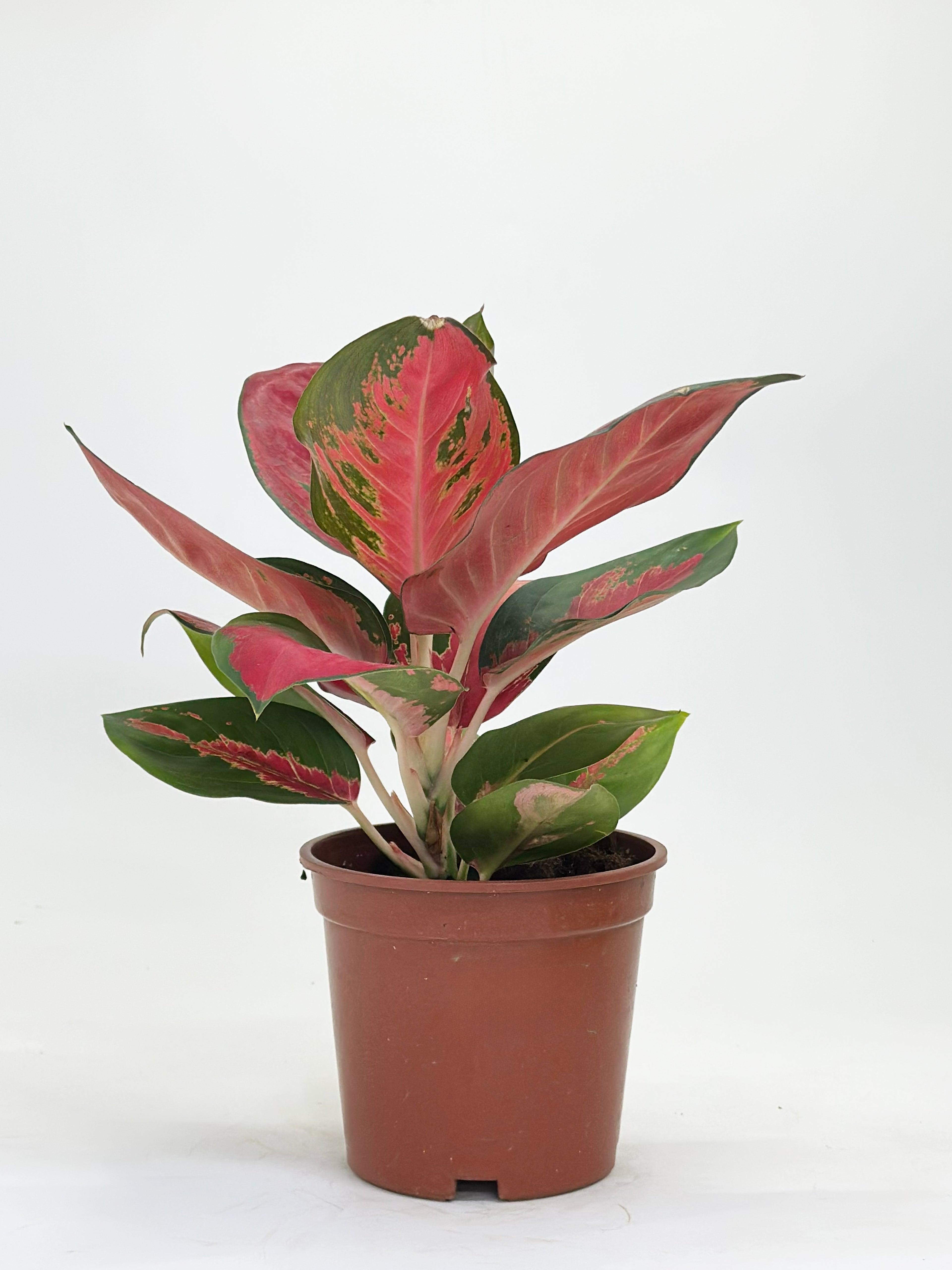 Aglaonema Shocking Red